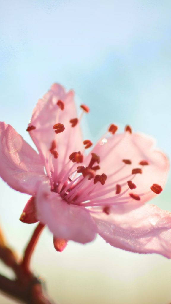 pink cherry blossom, dew drops, red stamens, SD Phone Wallpaper