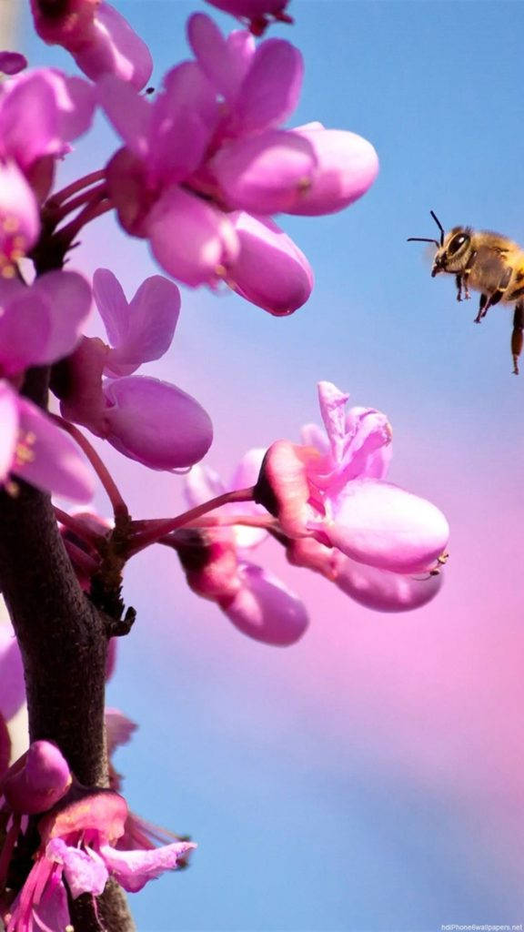 pink orchid flower, bee, vibrant pink blossoms, SD Phone Wallpaper