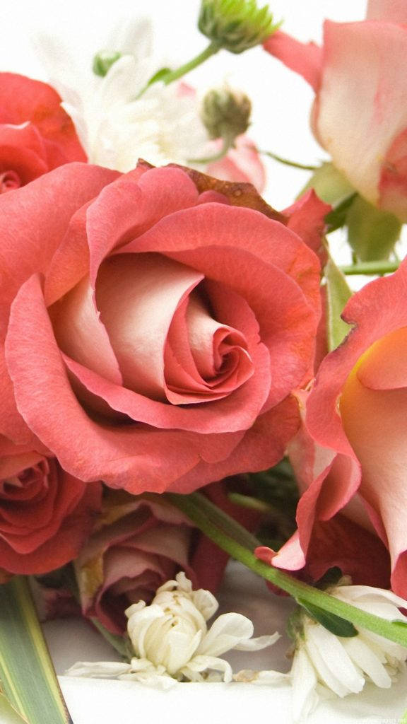 pink rose flower, soft pink and white roses, delicate petals, SD Phone Wallpaper