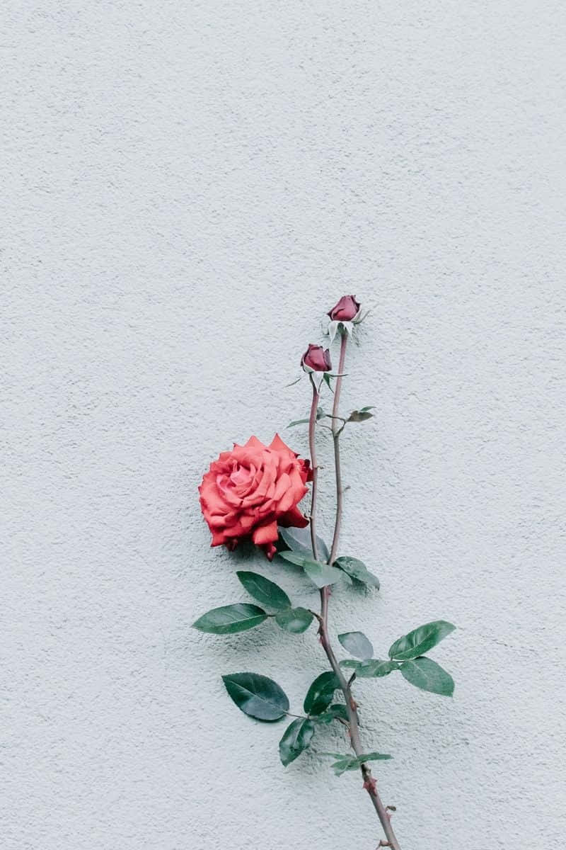 minimalist flower, red rose, buds, SD Phone Wallpaper