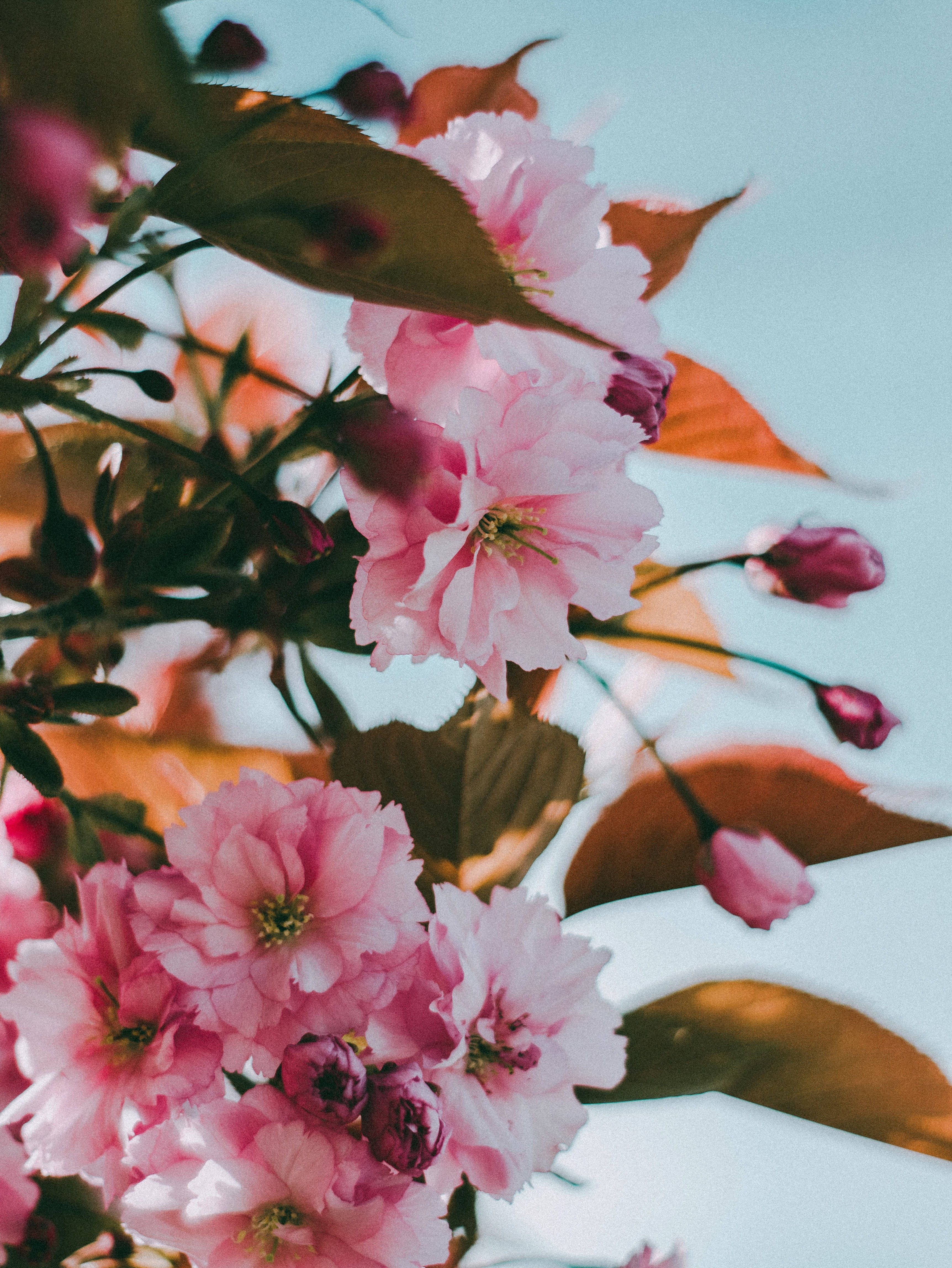 cherry blossom, pink flowers, pale blue sky, 4K Phone Wallpaper