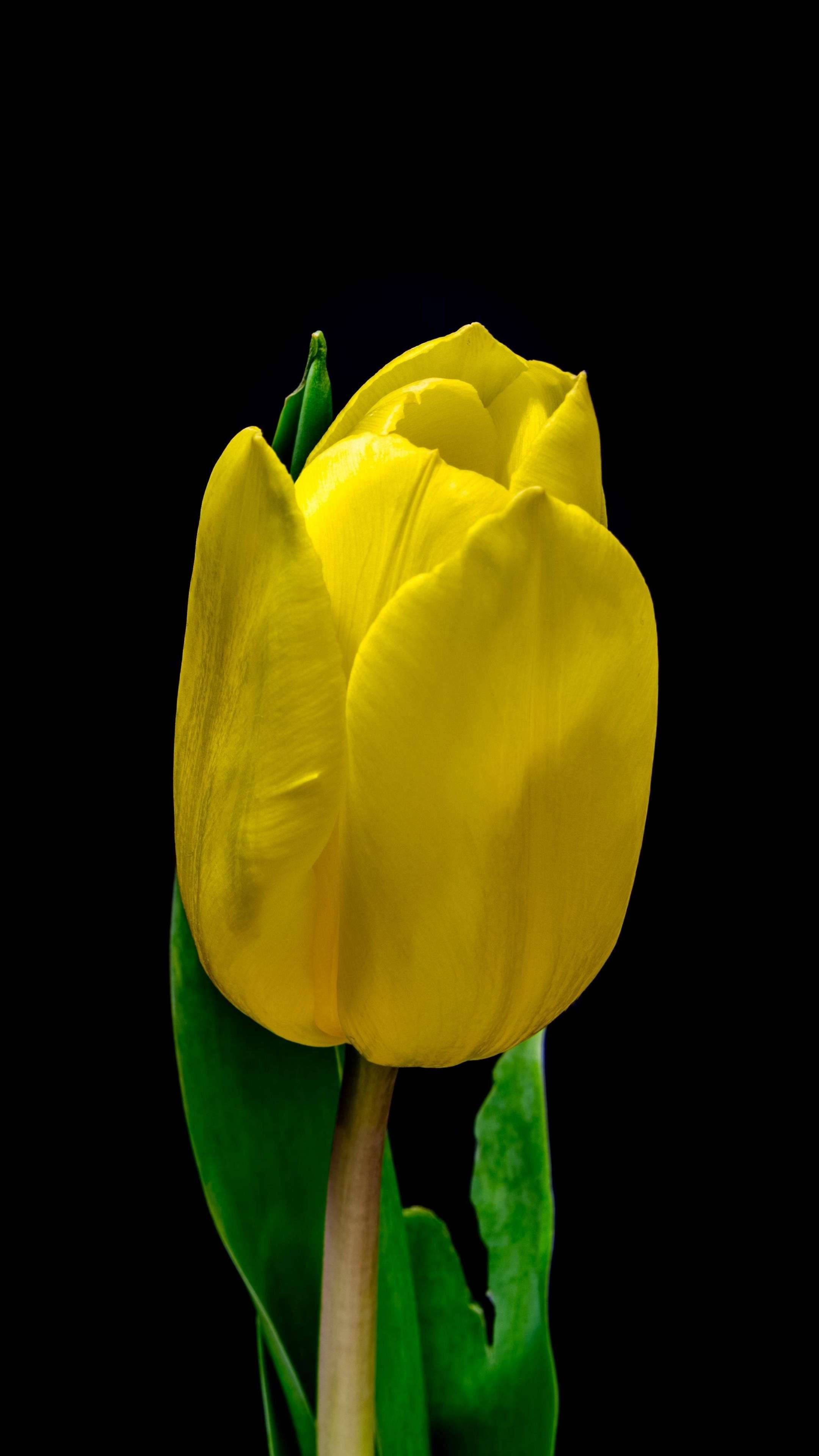 yellow tulip, green leaves, black background, 4K Phone Wallpaper