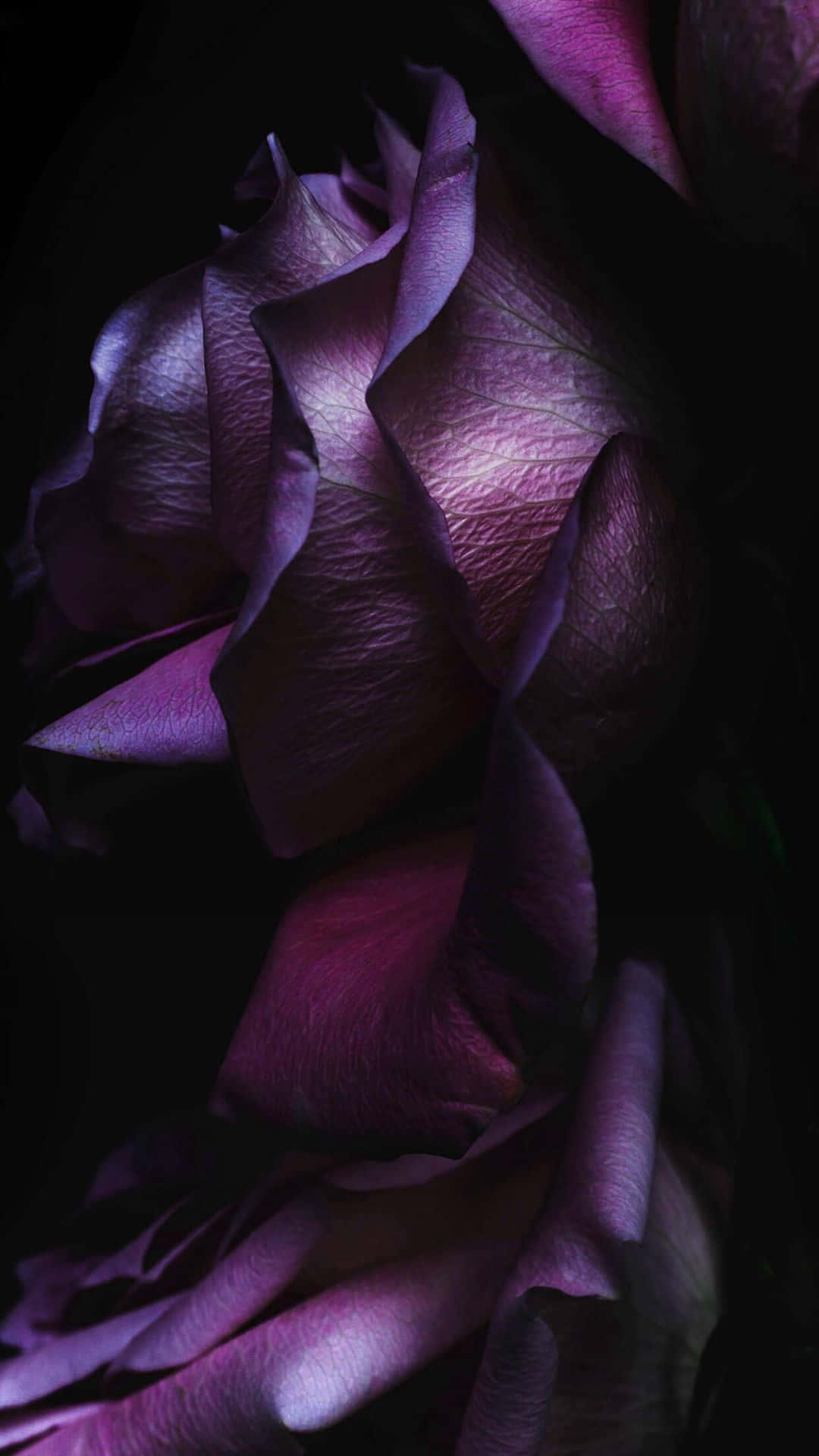Dark Purple Rose, elegant iphone, deep purple rose, Full HD Phone Wallpaper