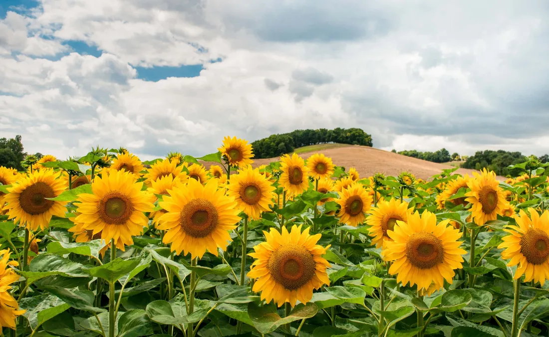 Flower Landscape