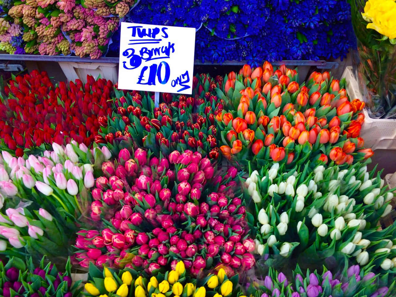 flower market, tulips, red, HD Desktop Wallpaper