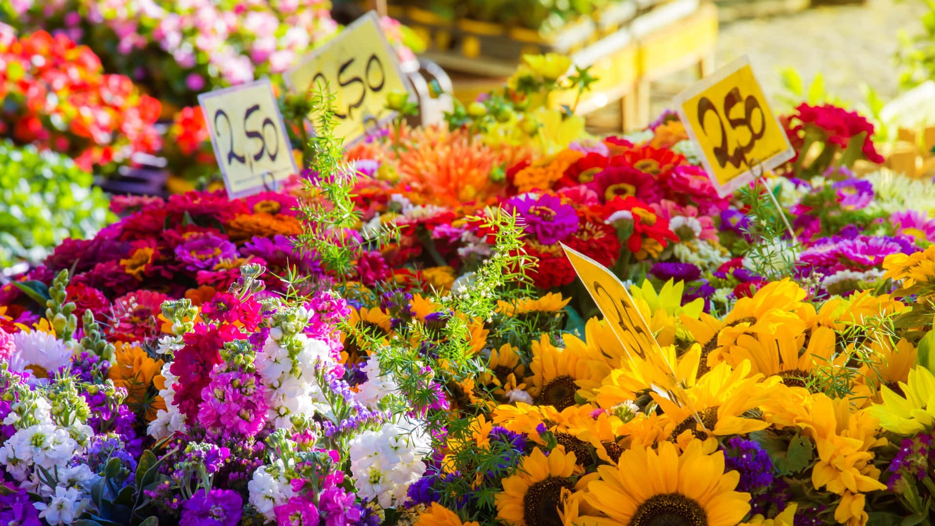 flower market, sunflowers, daisies, Full HD Desktop Wallpaper