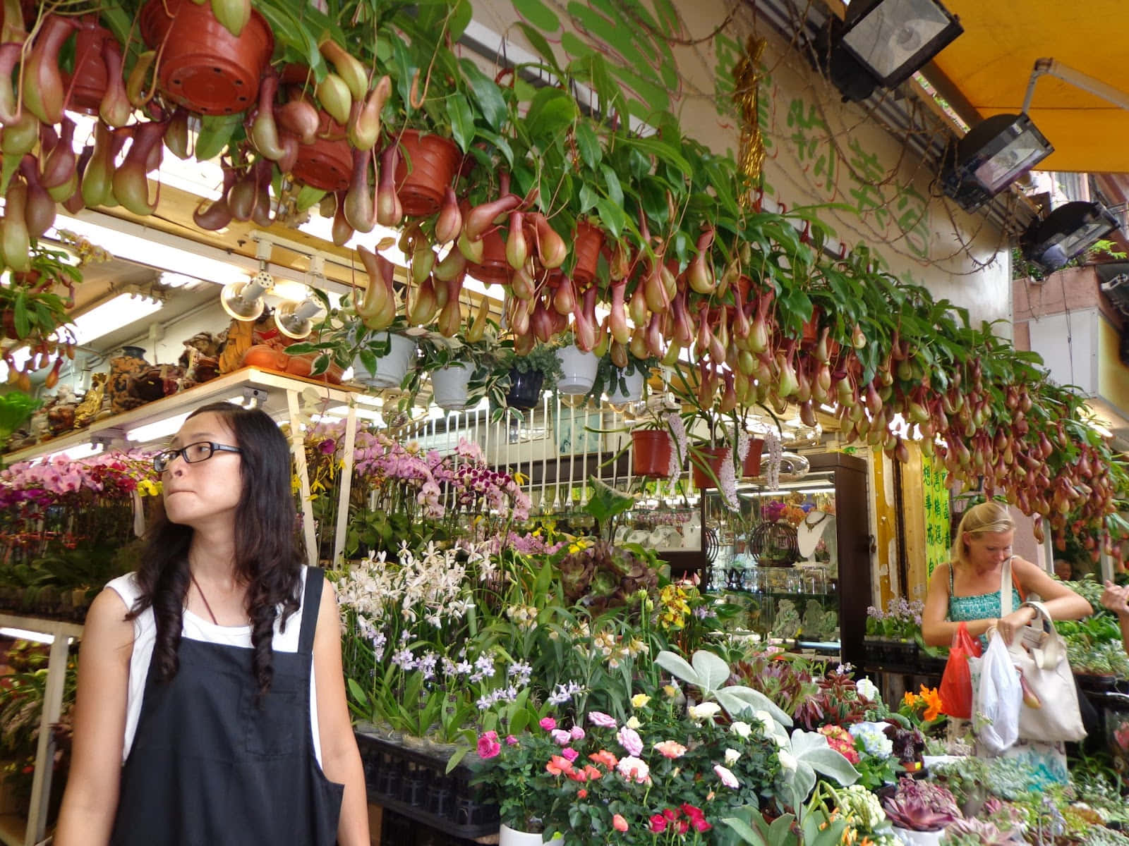 flower market, pitcher plants, colorful blooms, HD Desktop Wallpaper