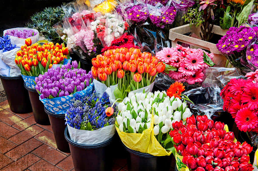 Flower Market, tulips, gerbera daisies, SD Desktop Wallpaper
