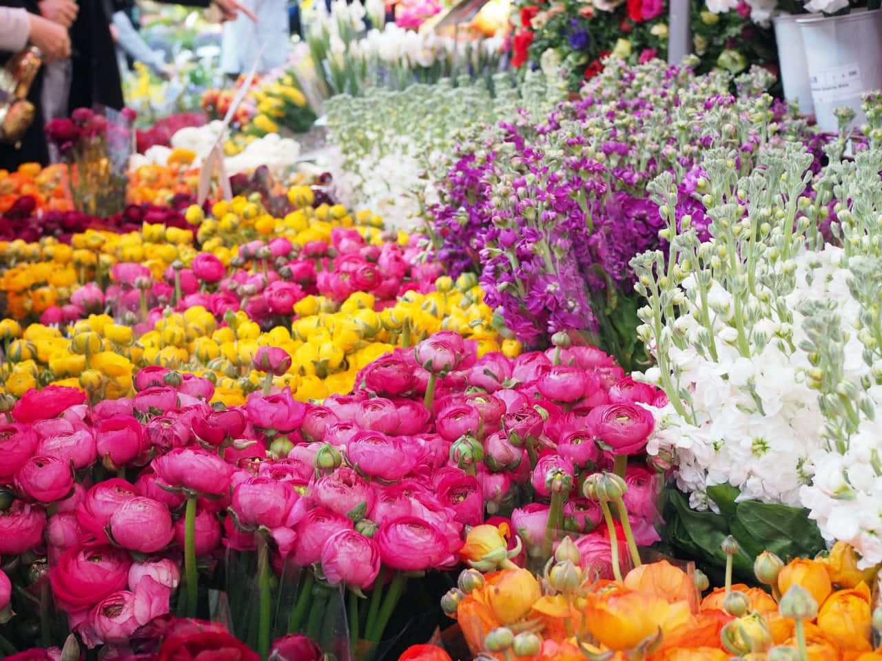 flower market, pink, yellow, HD Desktop Wallpaper