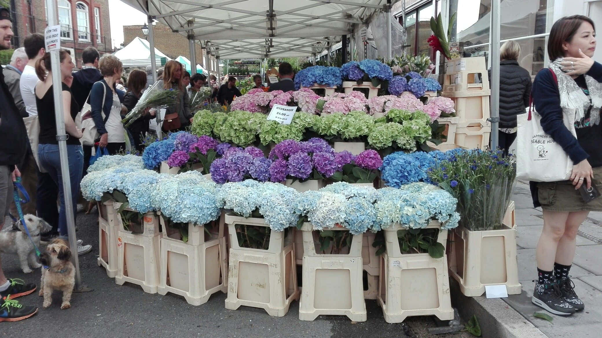Flower Market, hydrangeas, blue purple and green, Full HD Desktop Wallpaper