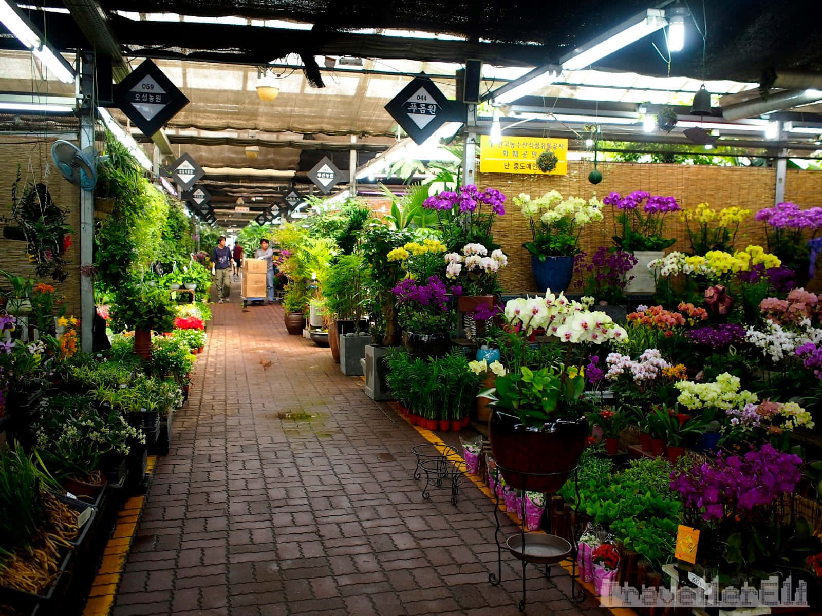 flower market, orchids, lush greenery, HD Desktop Wallpaper