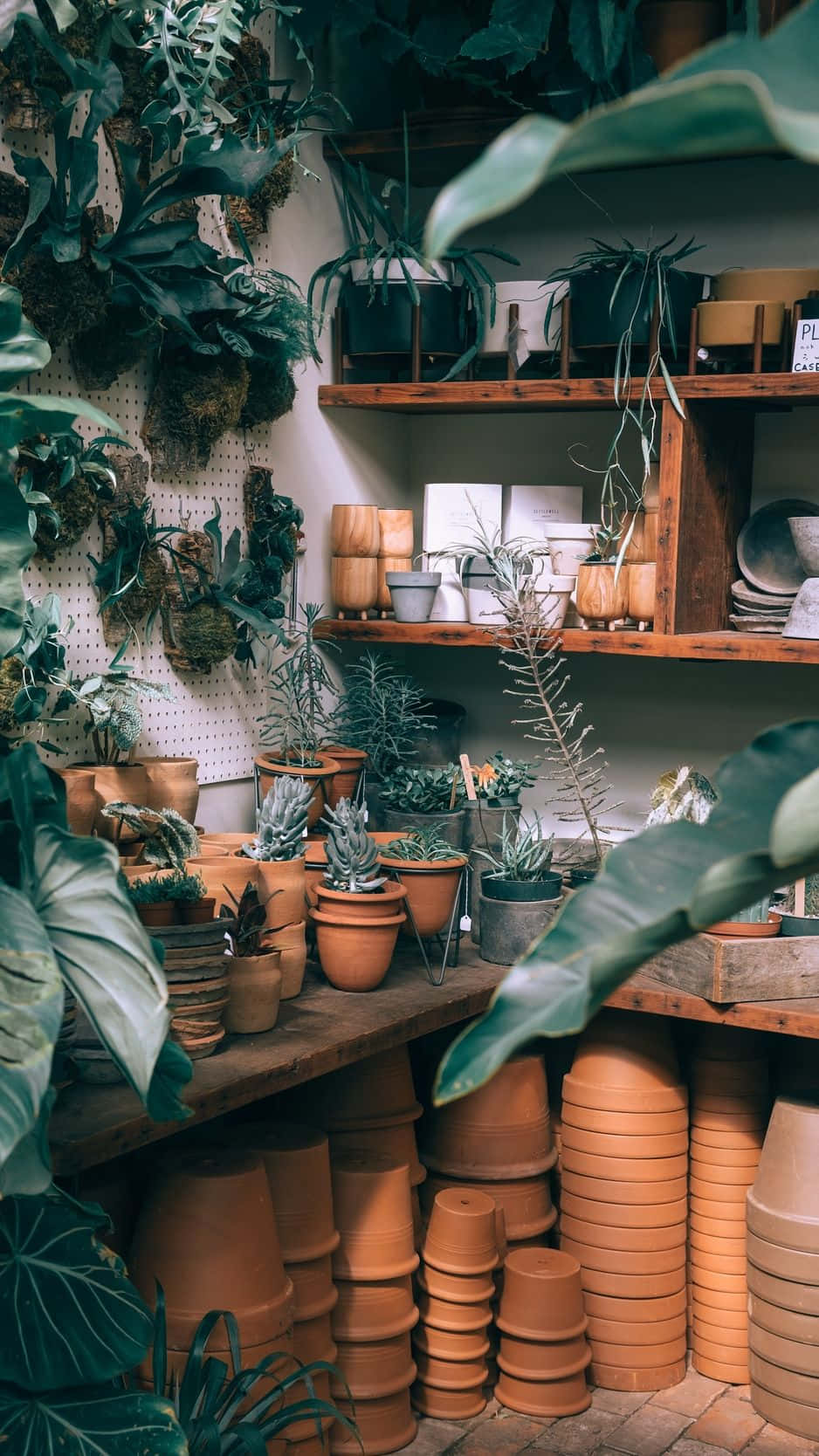 plant shop, terracotta pots, wooden shelves, HD Phone Wallpaper