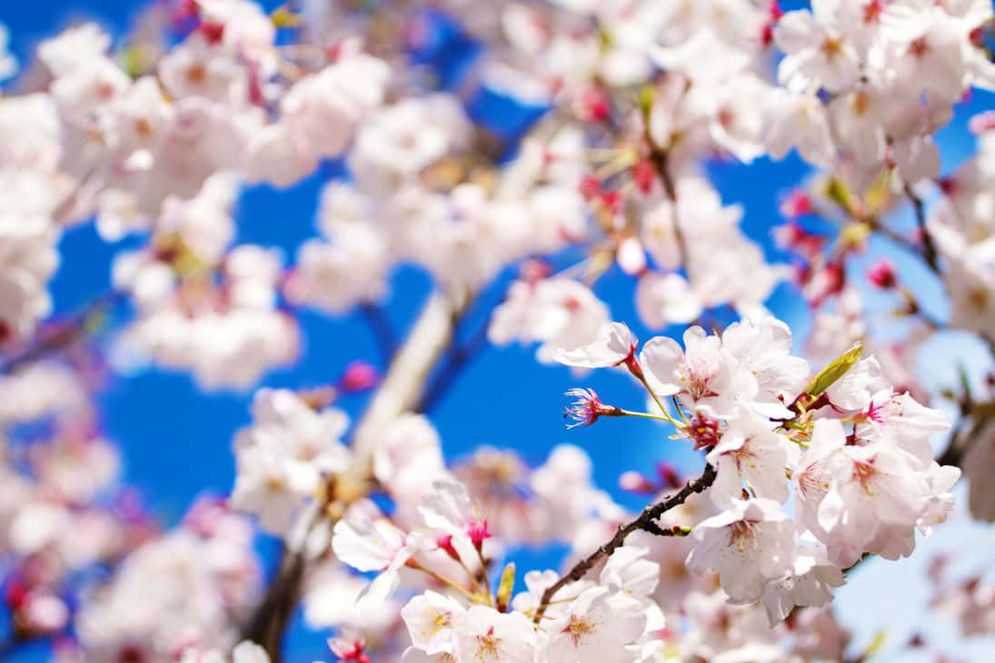 florist shop, soft pink cherry blossoms, vivid blue sky, SD Desktop Wallpaper
