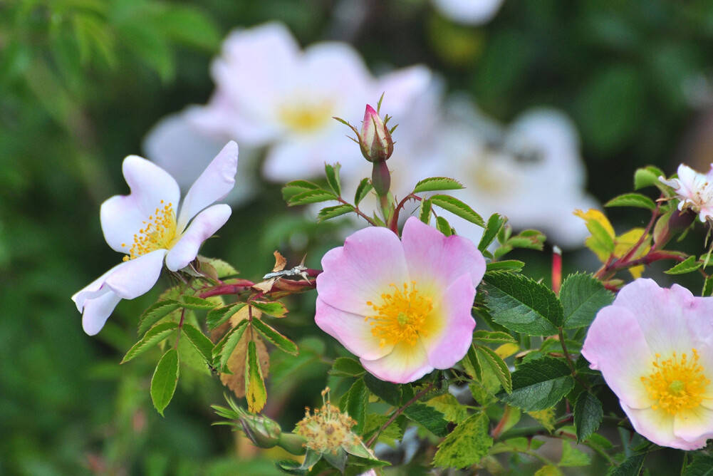 Blooming Garden, blumen, soft pink, SD Desktop Wallpaper