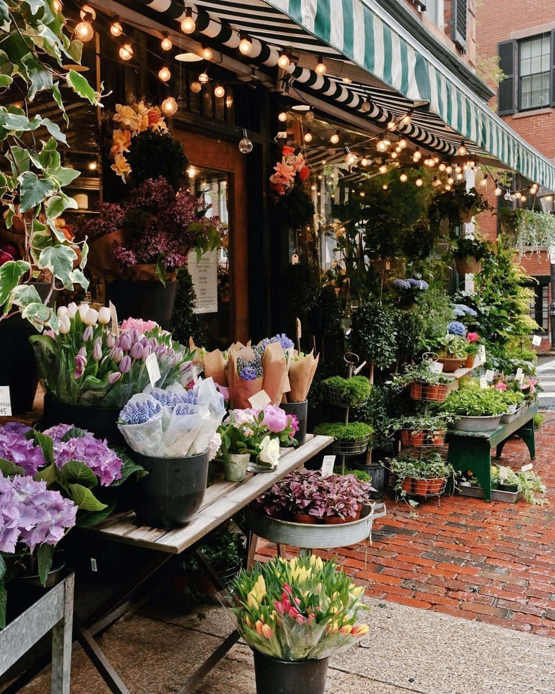 flower shop, string lights, vibrant blooms, HD Phone Wallpaper