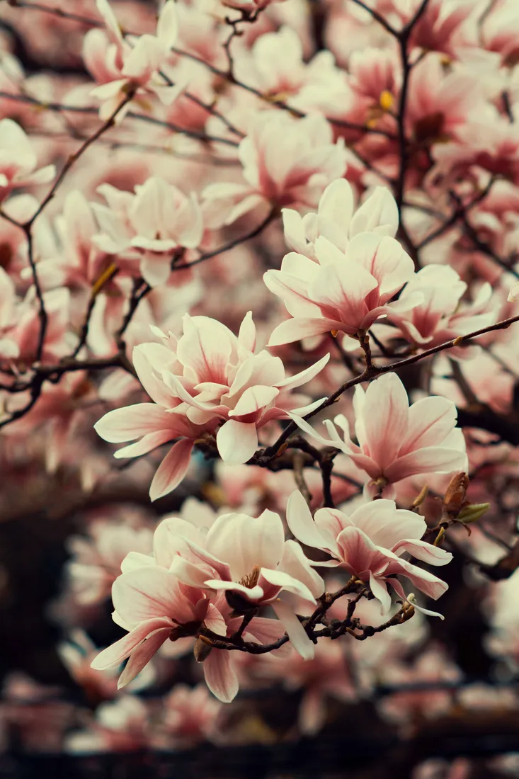 Flower Mobile
