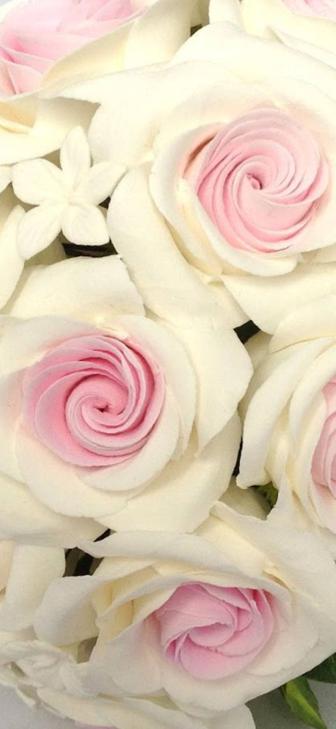 white roses, soft pink and creamy white roses, delicate petals, Full HD Phone Wallpaper