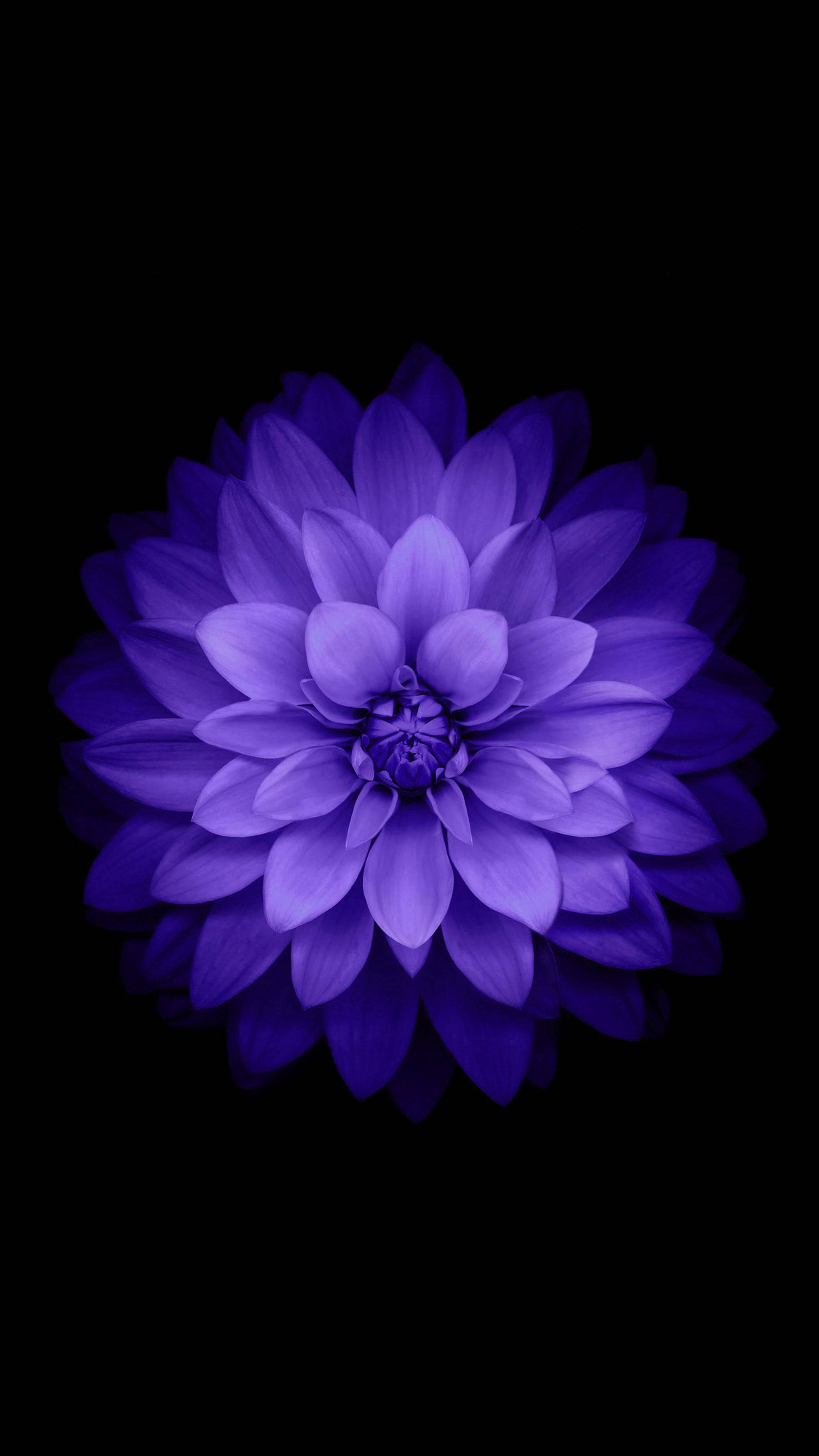 purple dahlia, stark black background, layered petals, 2K Phone Wallpaper