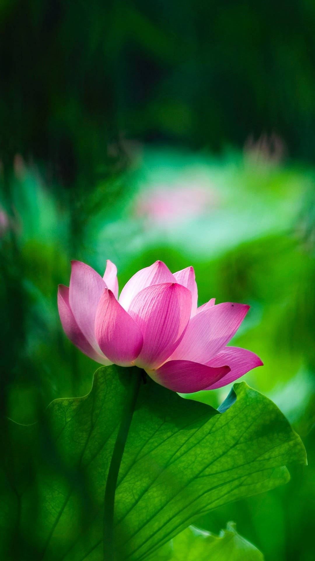 pink lotus flower, large green leaf, soft bokeh foliage, Full HD Phone Wallpaper