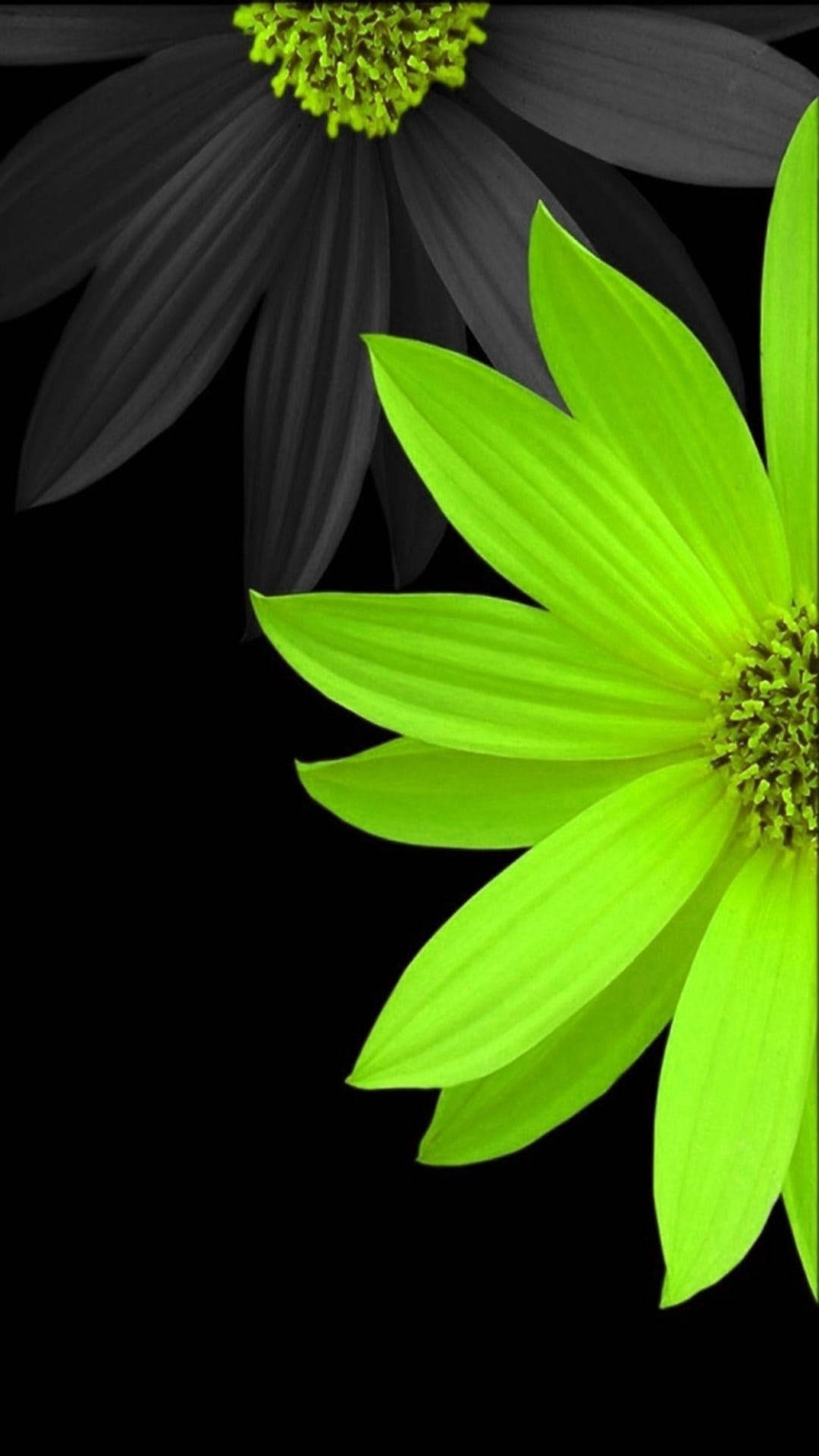 grey and yellow daisies flower mobile, neon green flower, monochrome black flower, Full HD Phone Wallpaper