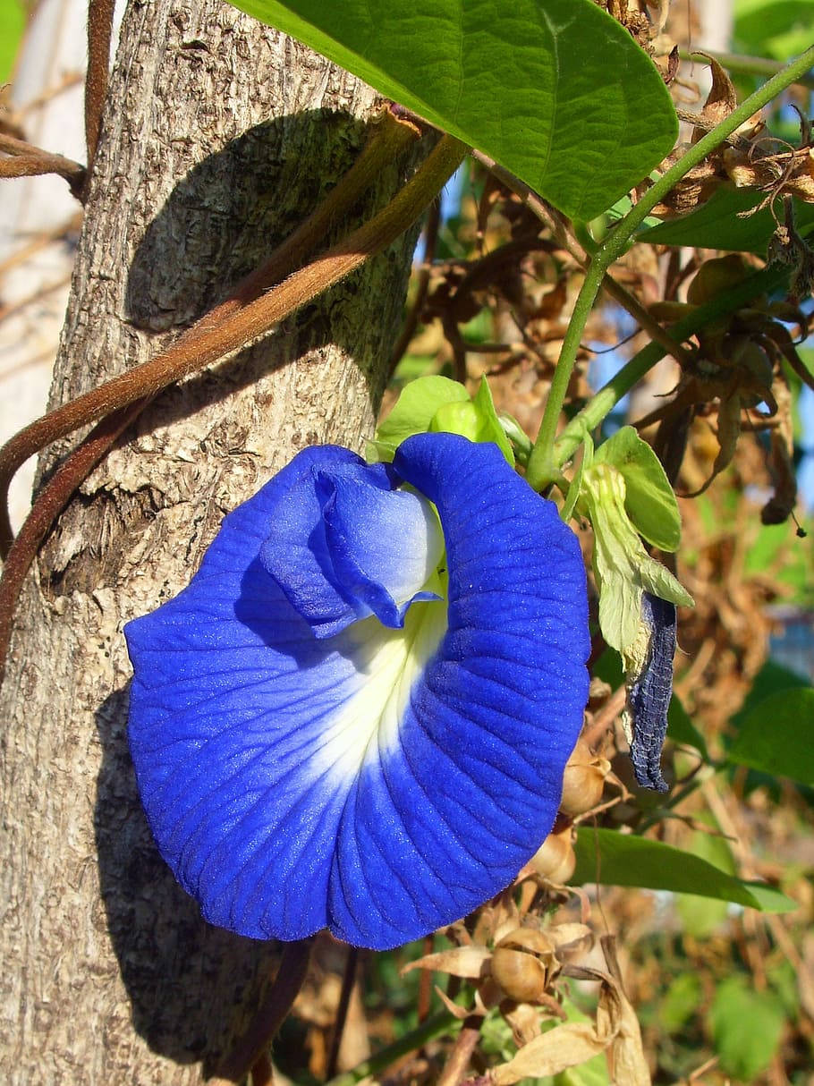 butterfly pea blue flower, iPhone, textured tree trunk, SD Phone Wallpaper