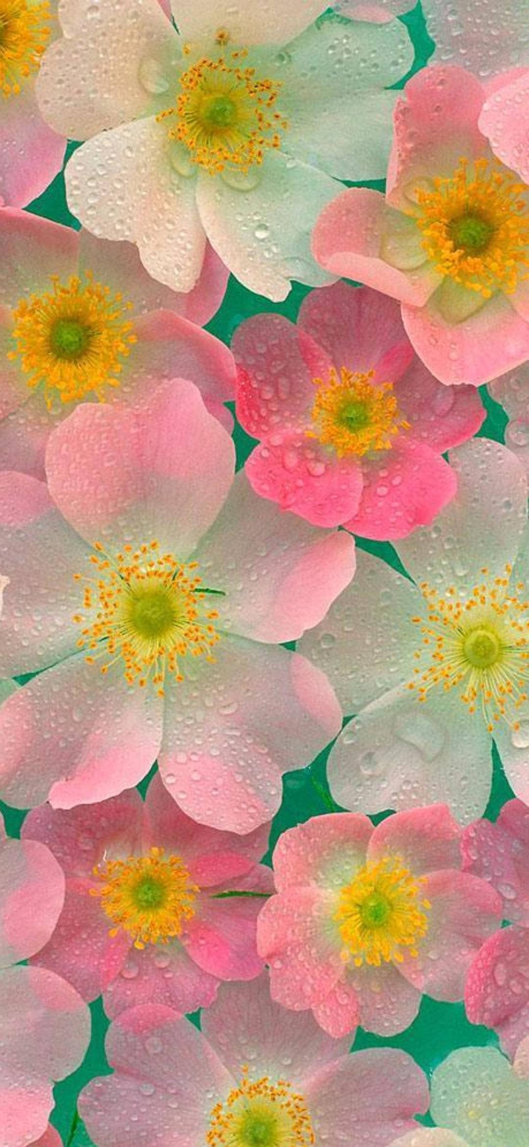dainty pink and white flower phone, pink and white flowers, yellow centers, Full HD Phone Wallpaper