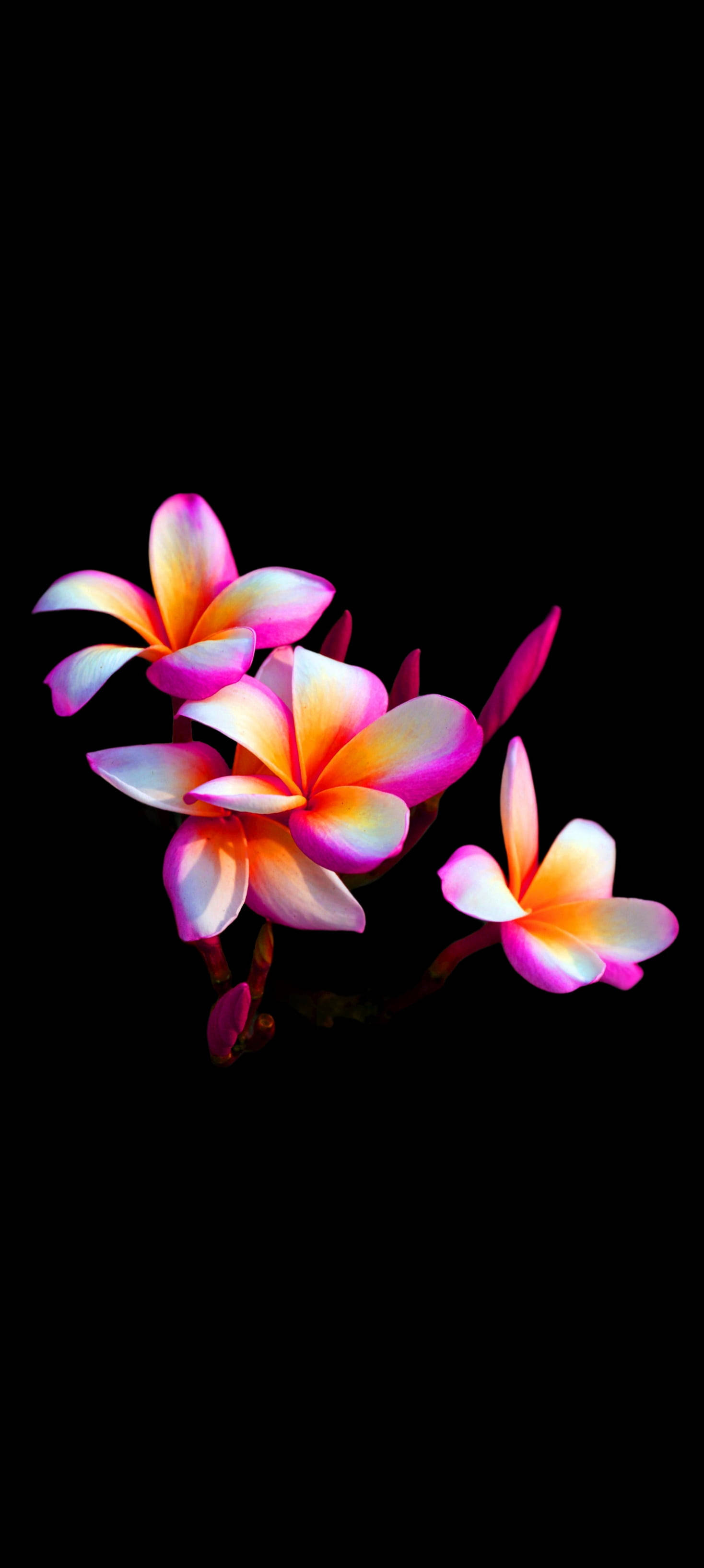 plumeria flower, frangipani flowers, vibrant pink, 2K Phone Wallpaper