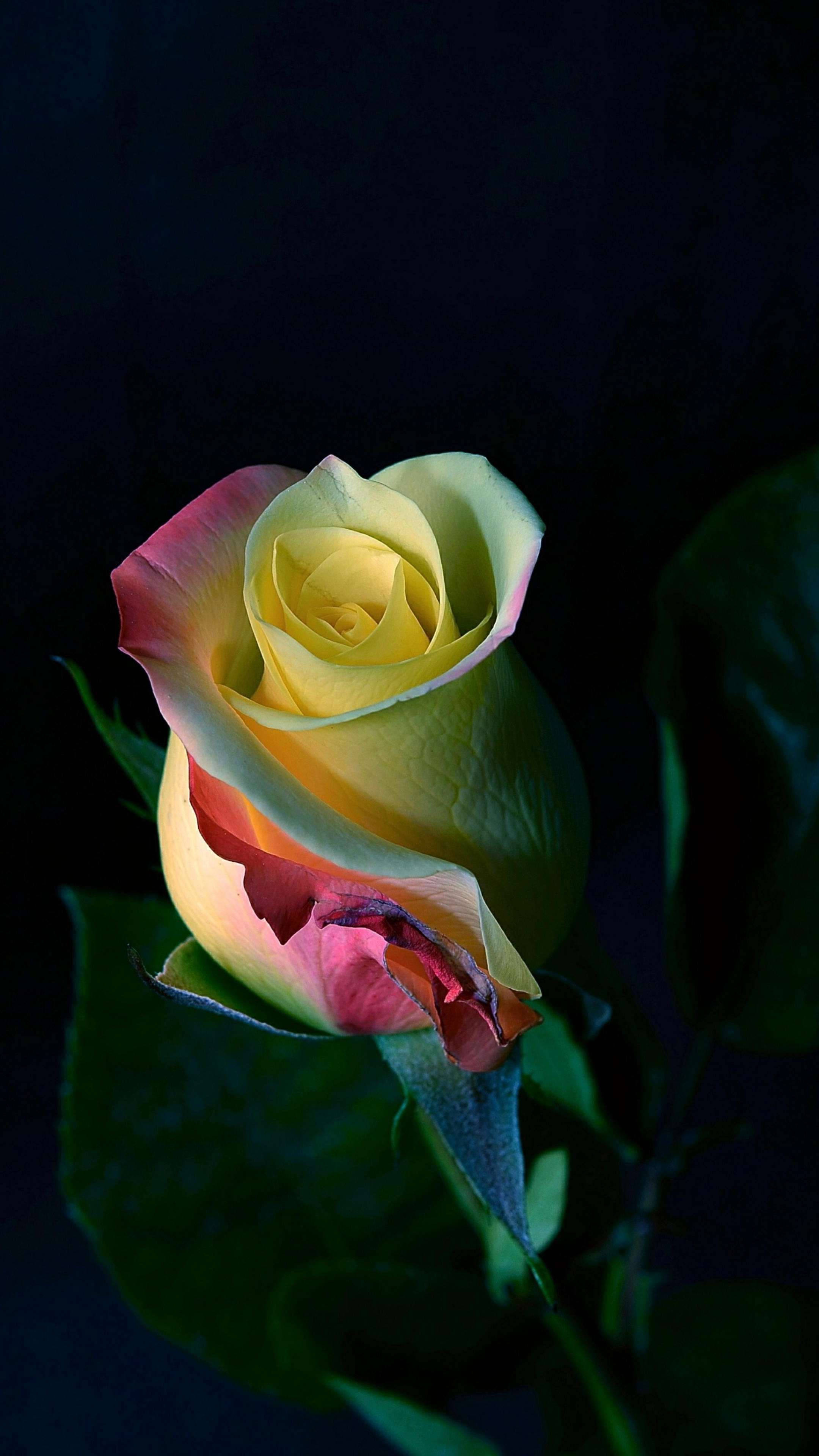 rainbow rose, yellow petals, pink edges, 4K Phone Wallpaper