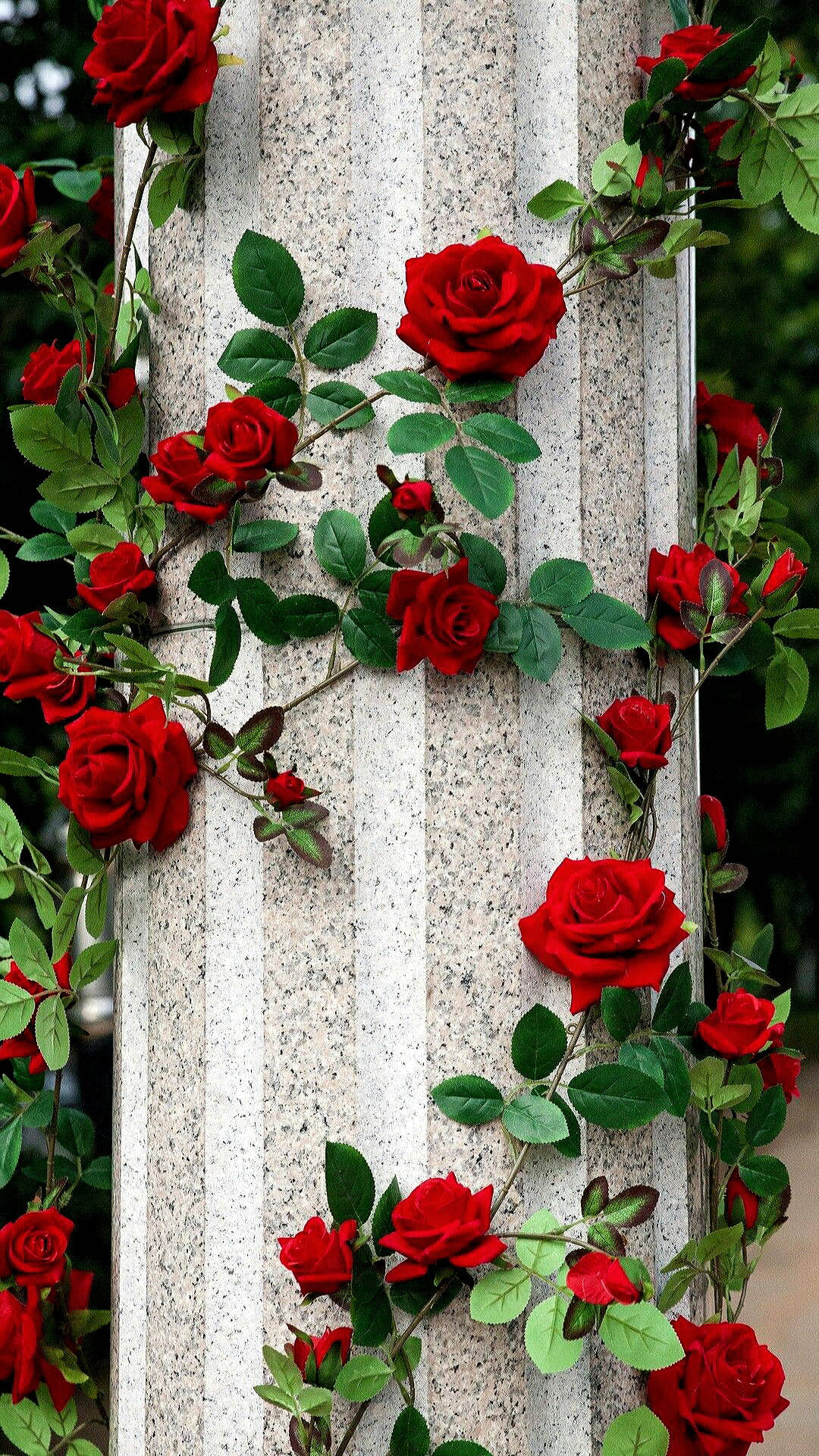 Beautiful Roses Flower Mobile, vibrant red roses, textured stone pillar, Full HD Phone Wallpaper