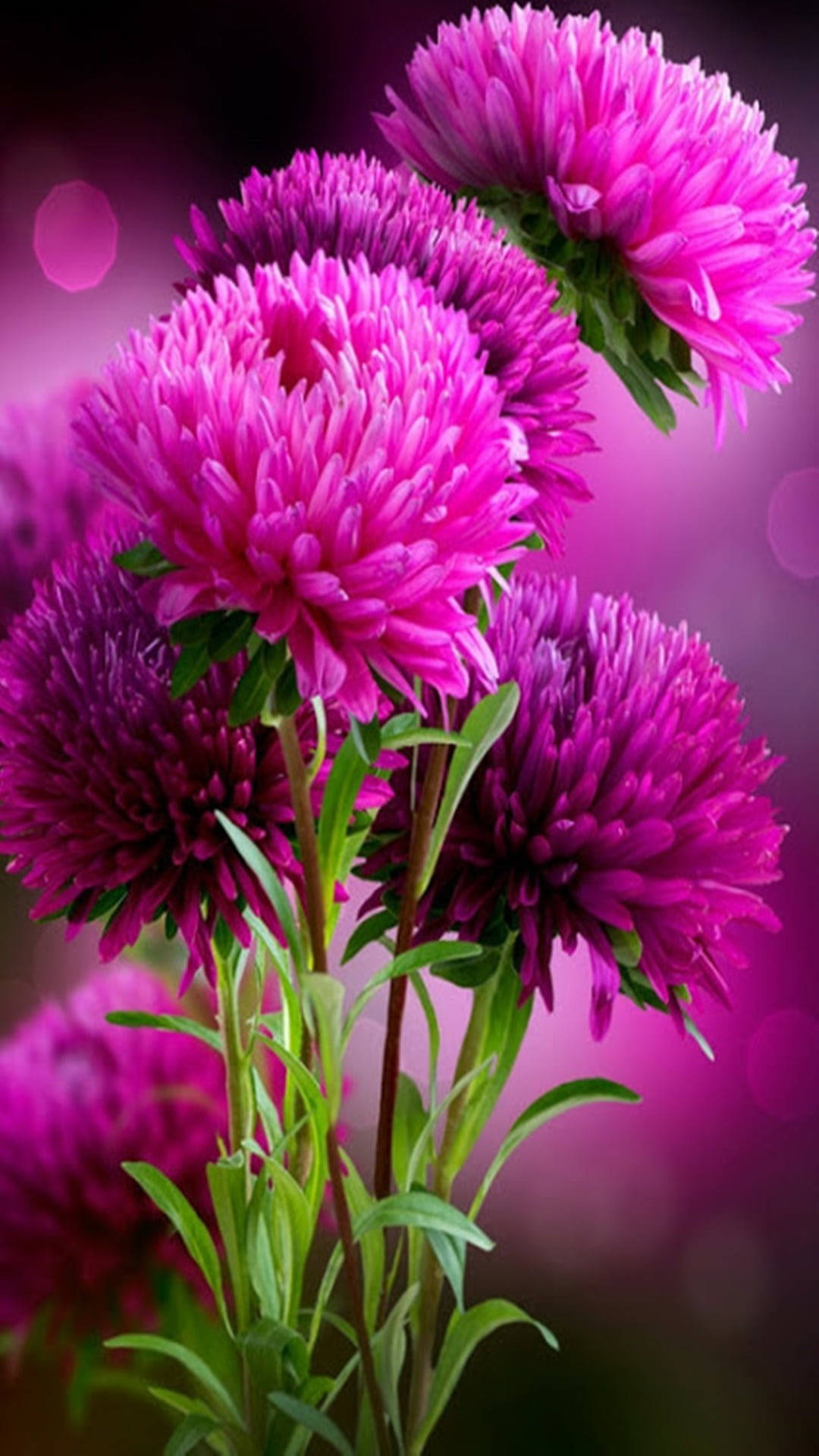 pink aster flower mobile, magenta asters, lush green stems, Full HD Phone Wallpaper