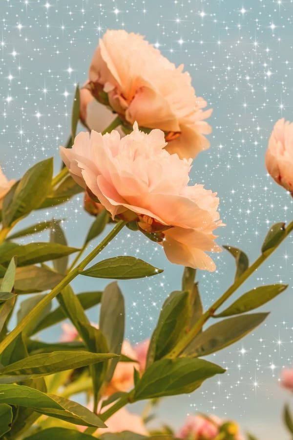 orange floral, peach peonies, starry sky, SD Phone Wallpaper
