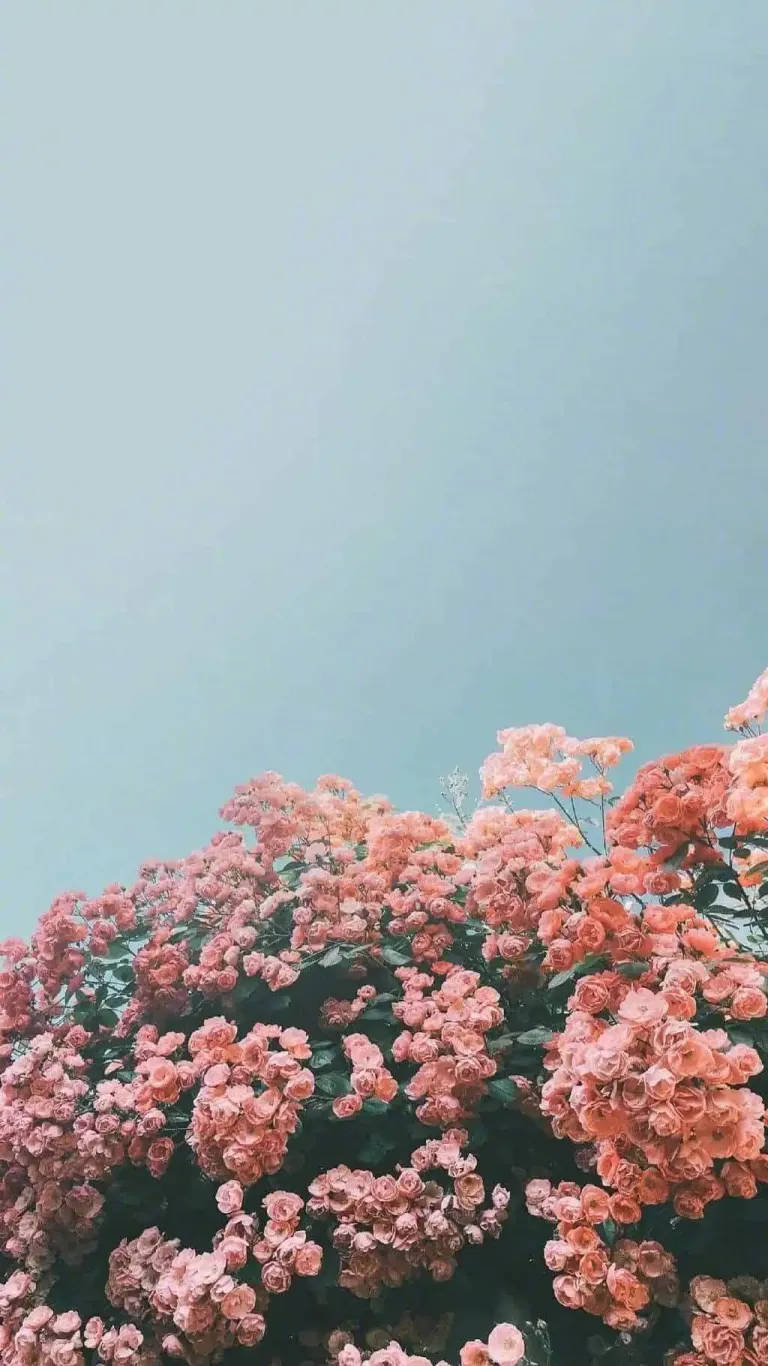 soft pink roses, hazy pale blue sky, tranquil garden scene, HD Phone Wallpaper