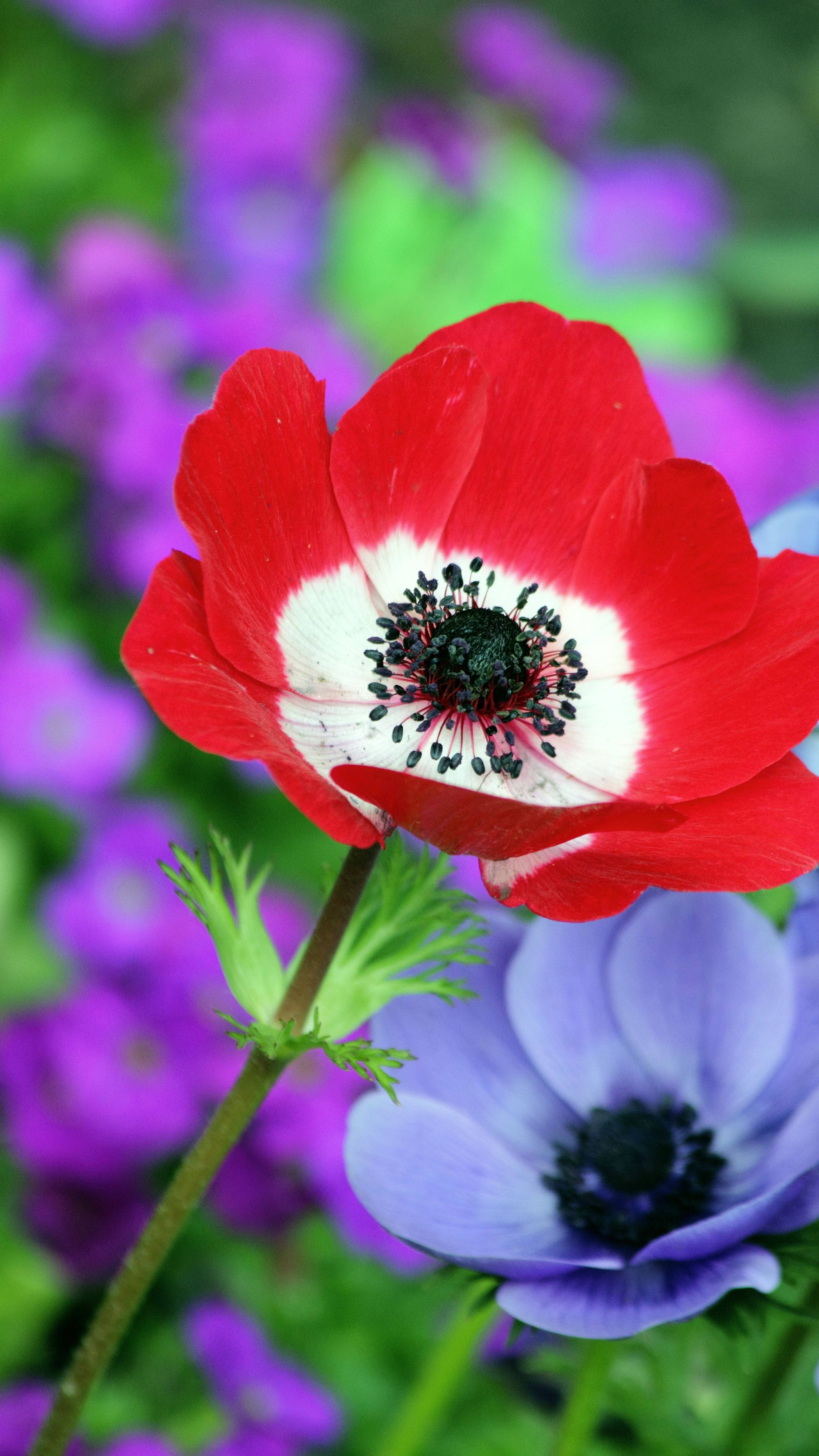 poppies, flower mobile, anemone, 5K Phone Wallpaper