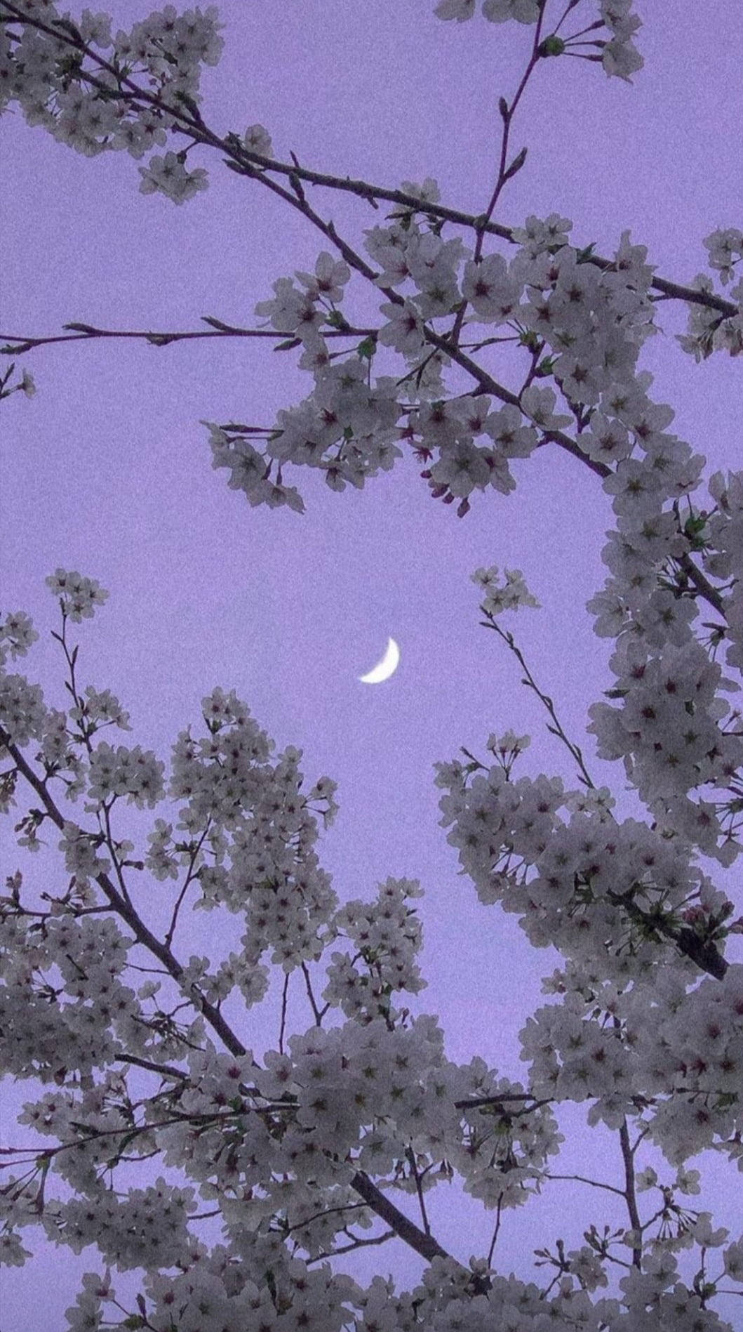 Flower Mobile, cherry blossom, crescent moon, HD Phone Wallpaper