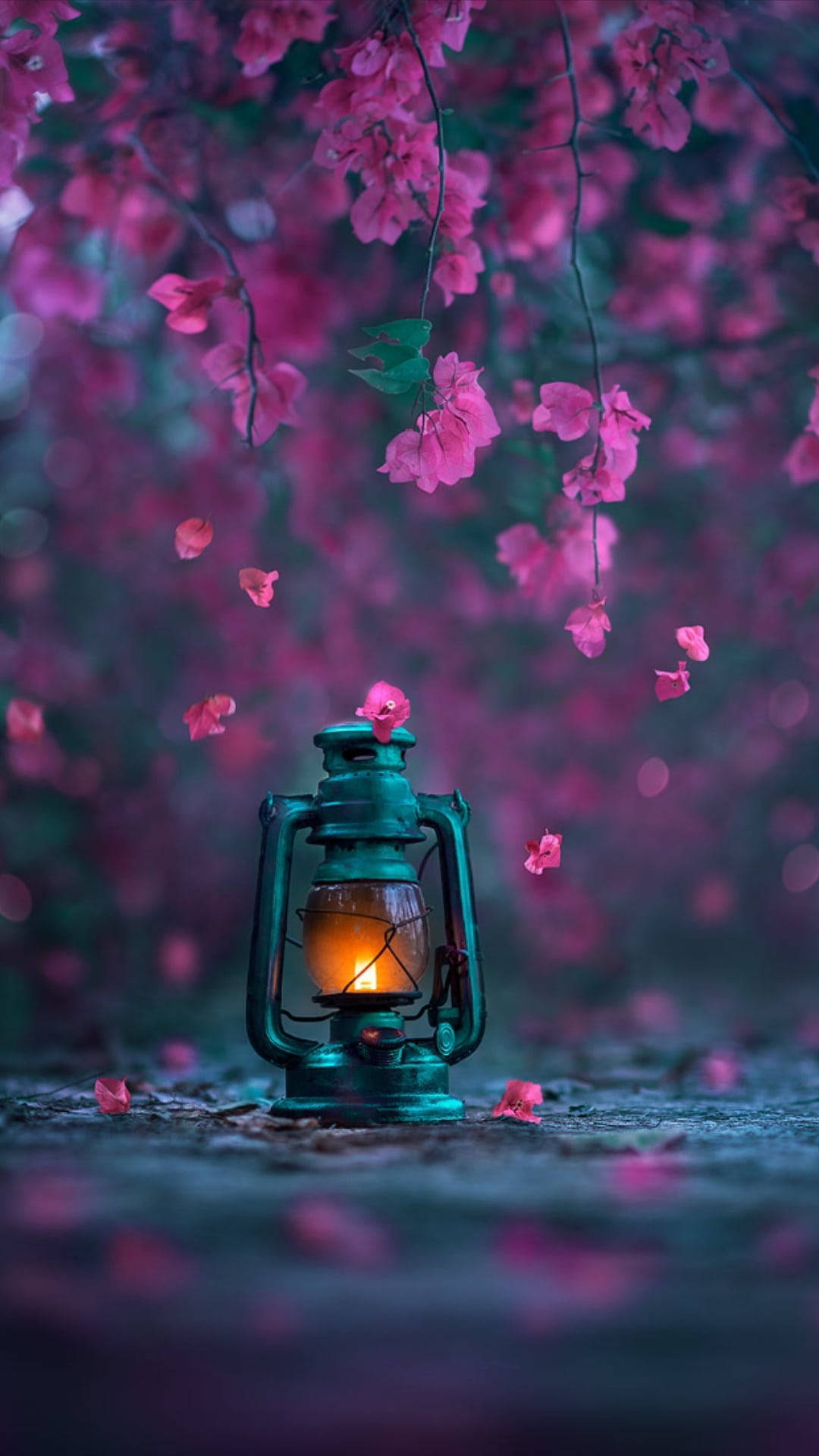 teal lantern, pink blossoms, twilight garden, Full HD Phone Wallpaper