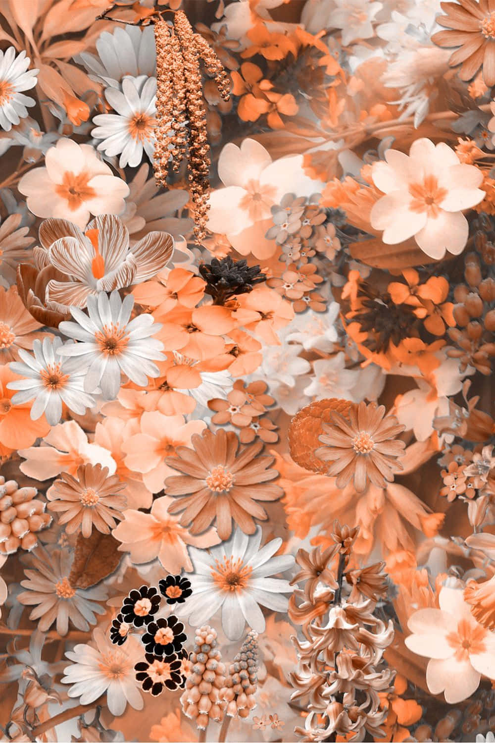 white daisies, textured foliage, warm peach, HD Phone Wallpaper