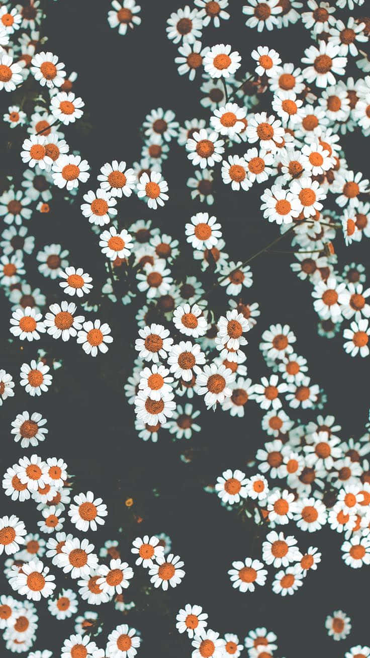 preppy spring daisy pattern, white daisies, orange centers, HD Phone Wallpaper