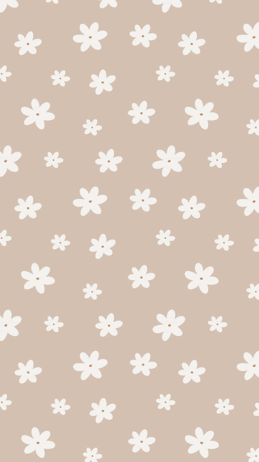 beige, white five-petaled flowers, brown centers, HD Phone Wallpaper