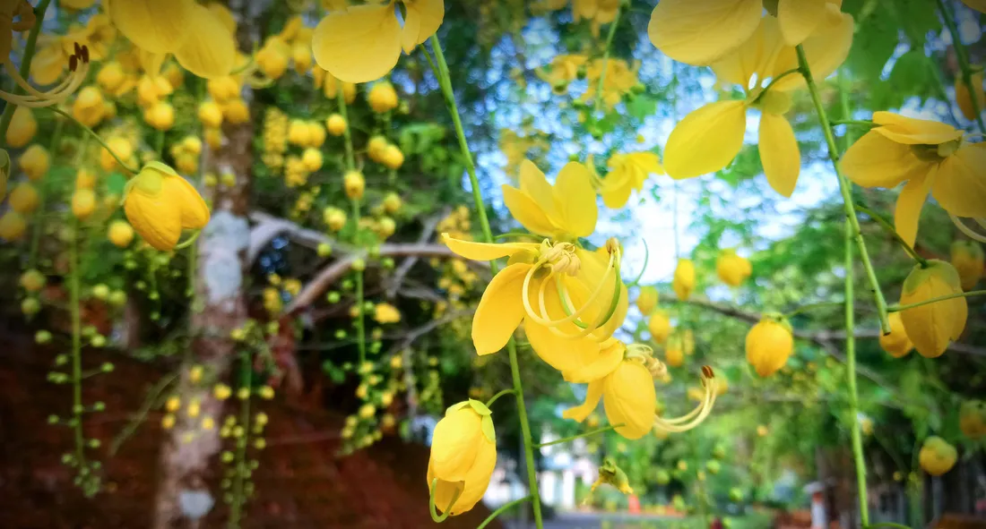 Flower PC