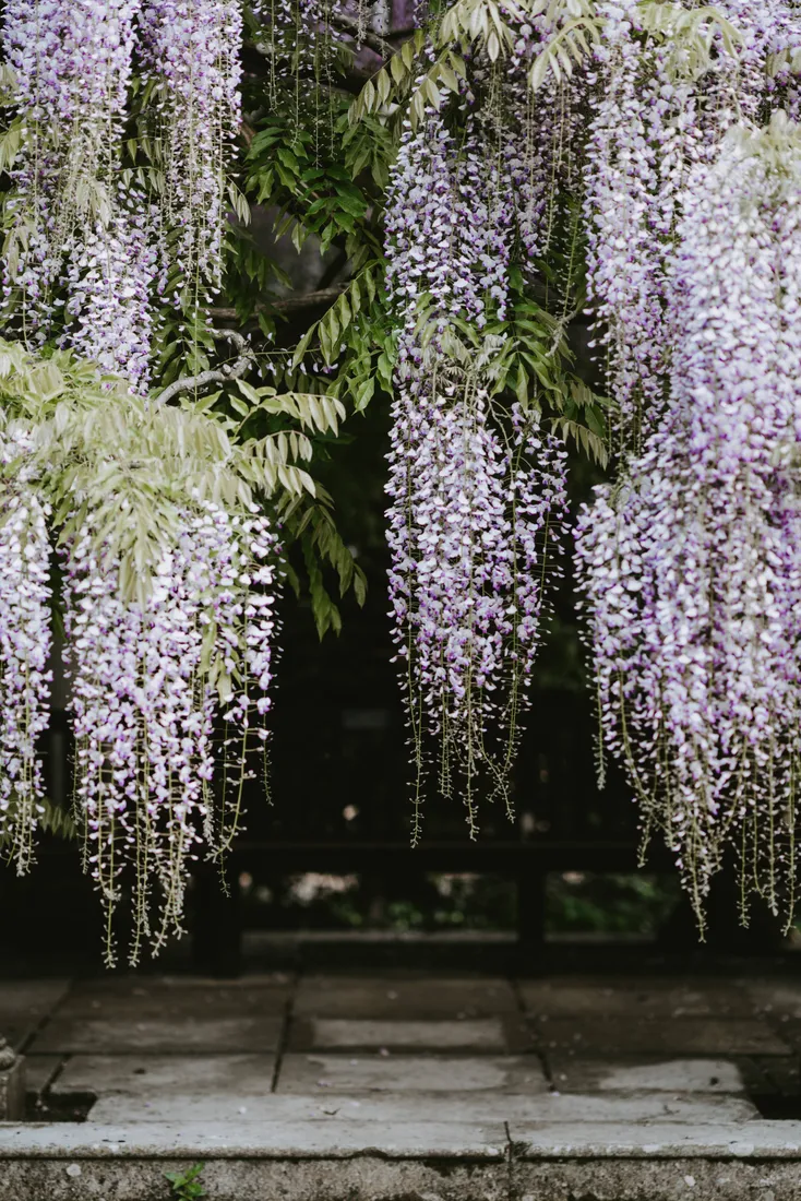 Flower Phone