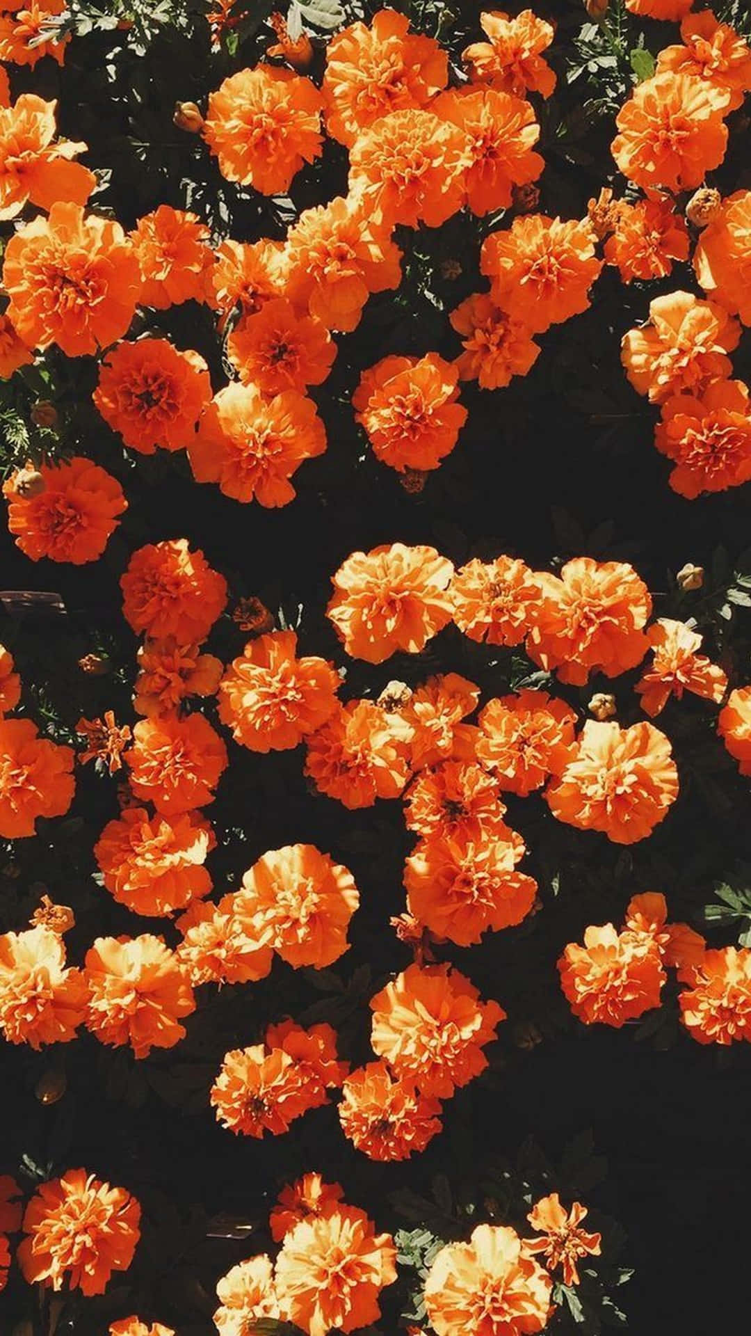 orange aesthetic phone, vibrant orange marigolds, sunlit garden scene, Full HD Phone Wallpaper