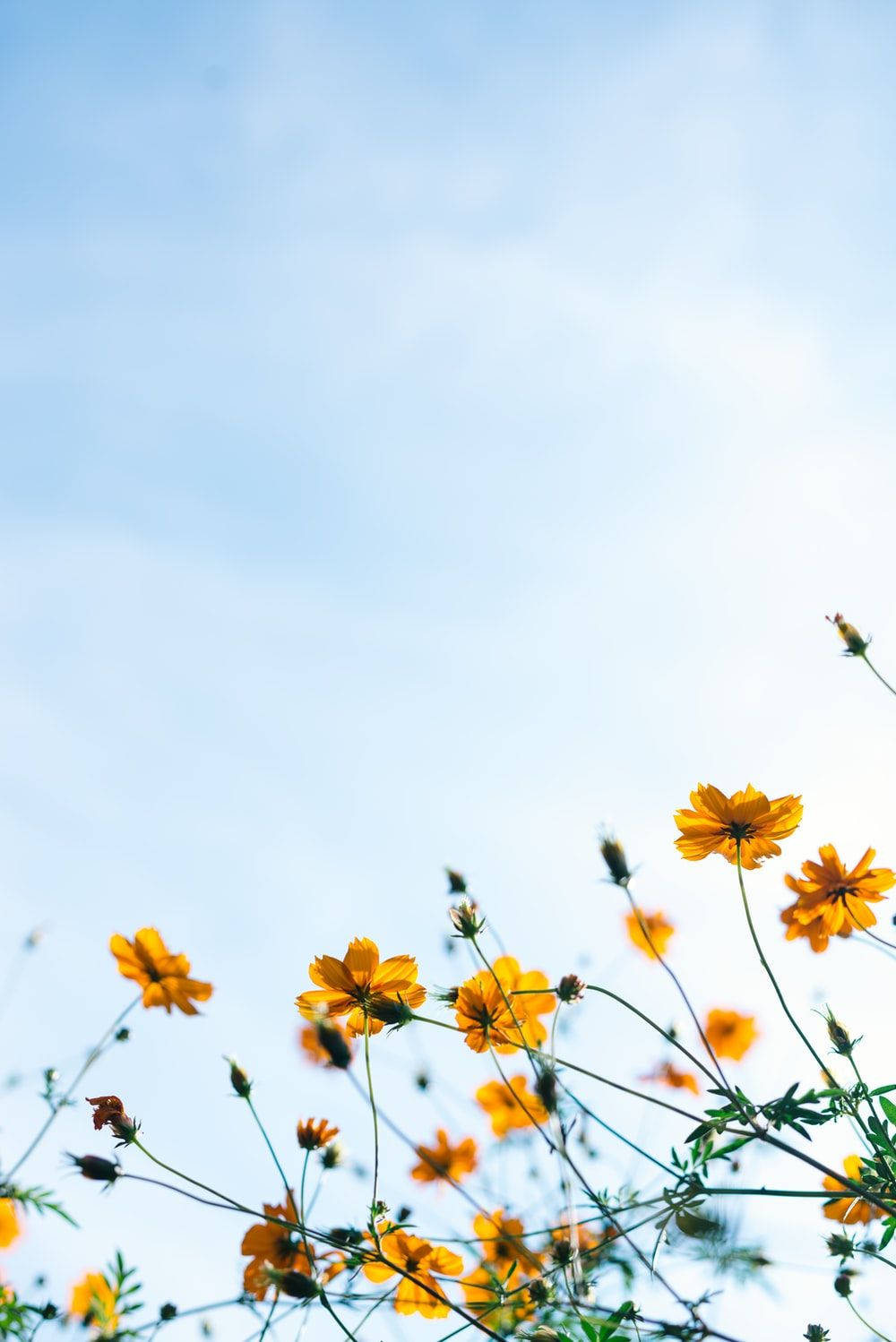 yellow wildflower, spring aesthetic, vibrant orange cosmos flowers, HD Phone Wallpaper