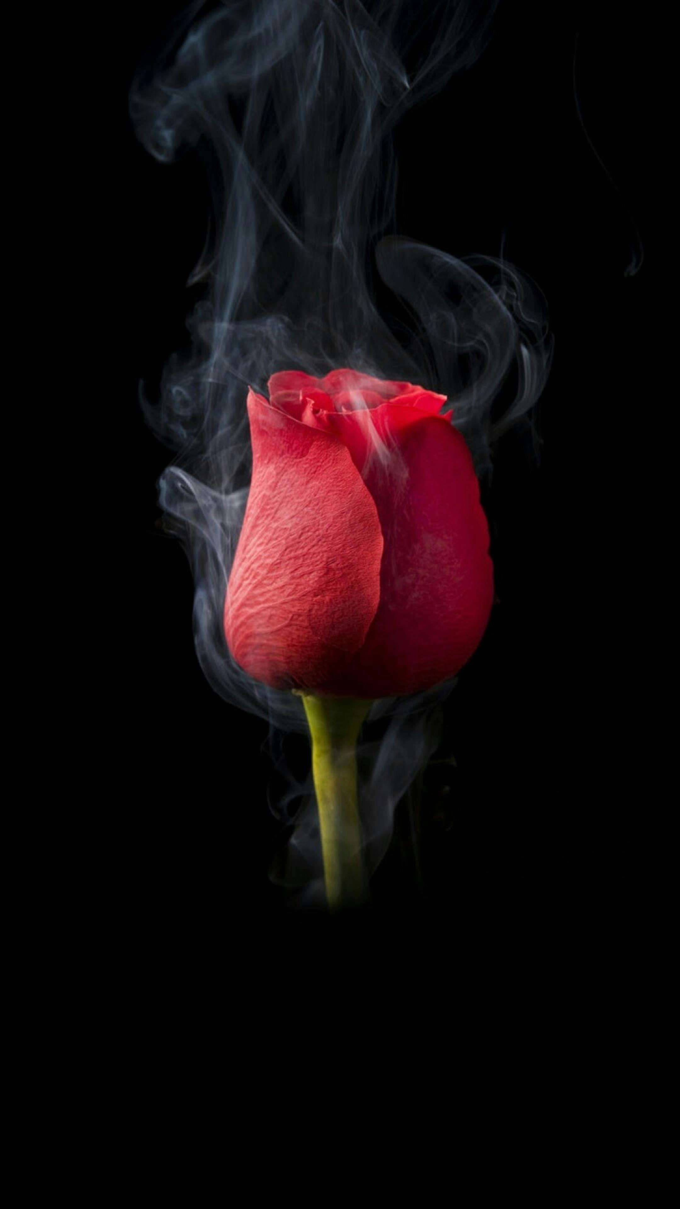 Smoking Rose Flower Phone, red rosebud, swirling smoke, 4K Phone Wallpaper