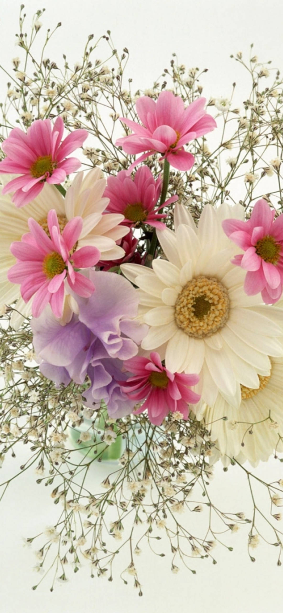 daisies, pink, white, Full HD Phone Wallpaper