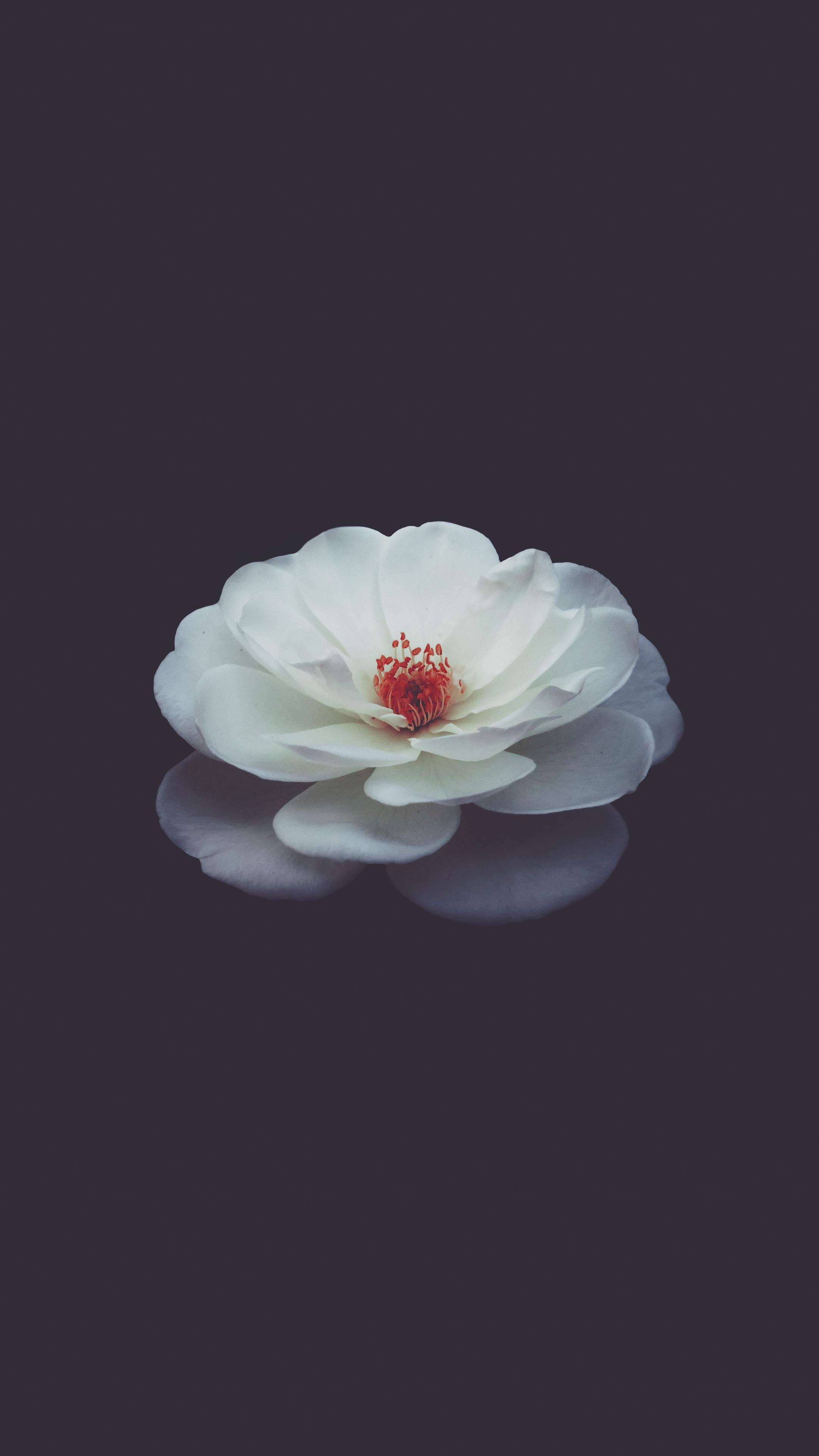 white magnolia flower, red center, dark reflective surface, 4K Phone Wallpaper