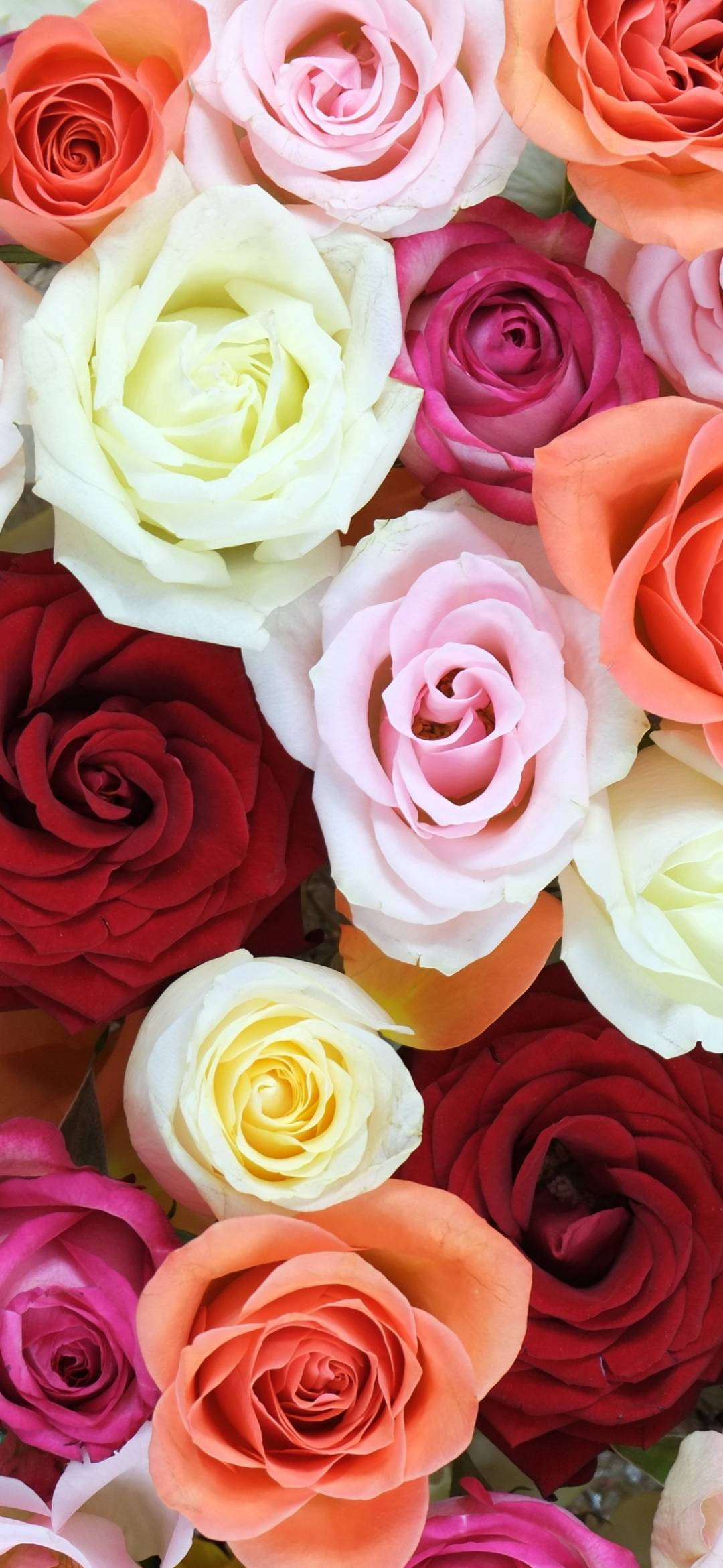 roses, red, pink, Full HD Phone Wallpaper