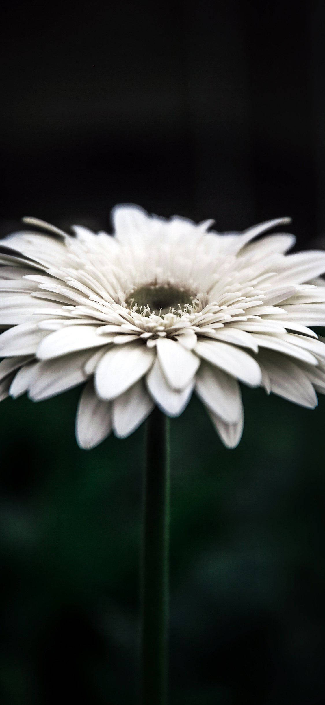 white daisy, aesthetic, iPhone 11, Full HD Phone Wallpaper