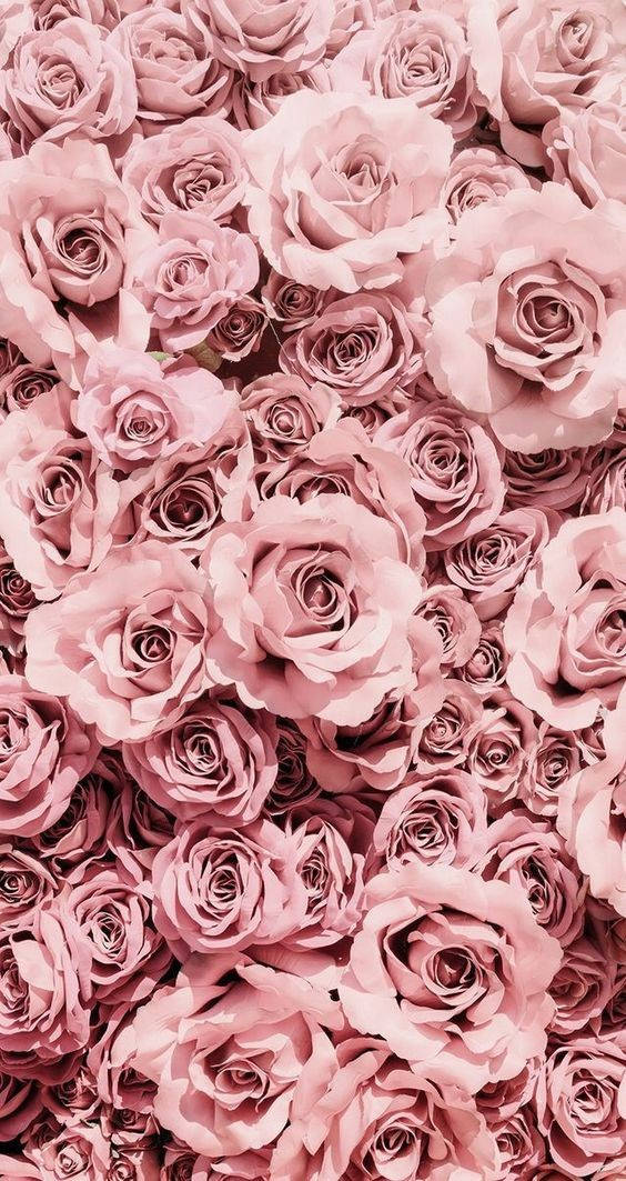 pink roses, soft pink roses, delicate layered petals, SD Phone Wallpaper
