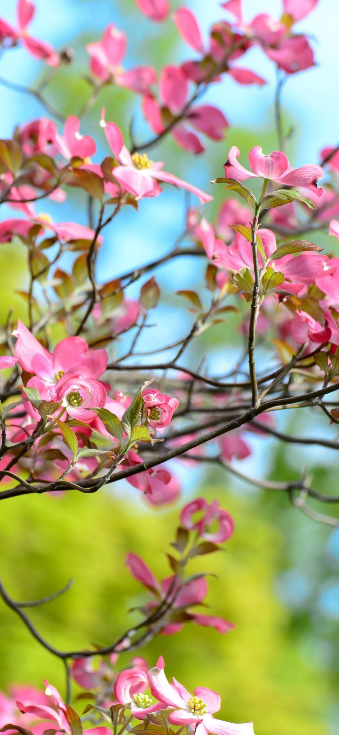 pink dogwood flower, slender branches, soft blue sky, Full HD Phone Wallpaper