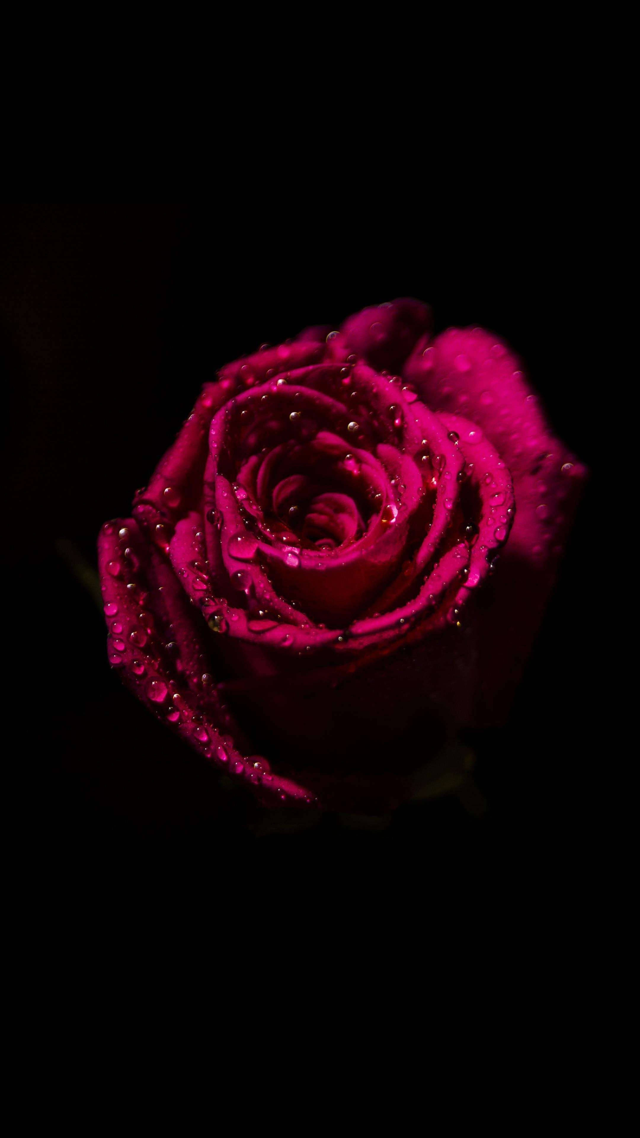 red rose, droplets, deep magenta, 4K Phone Wallpaper